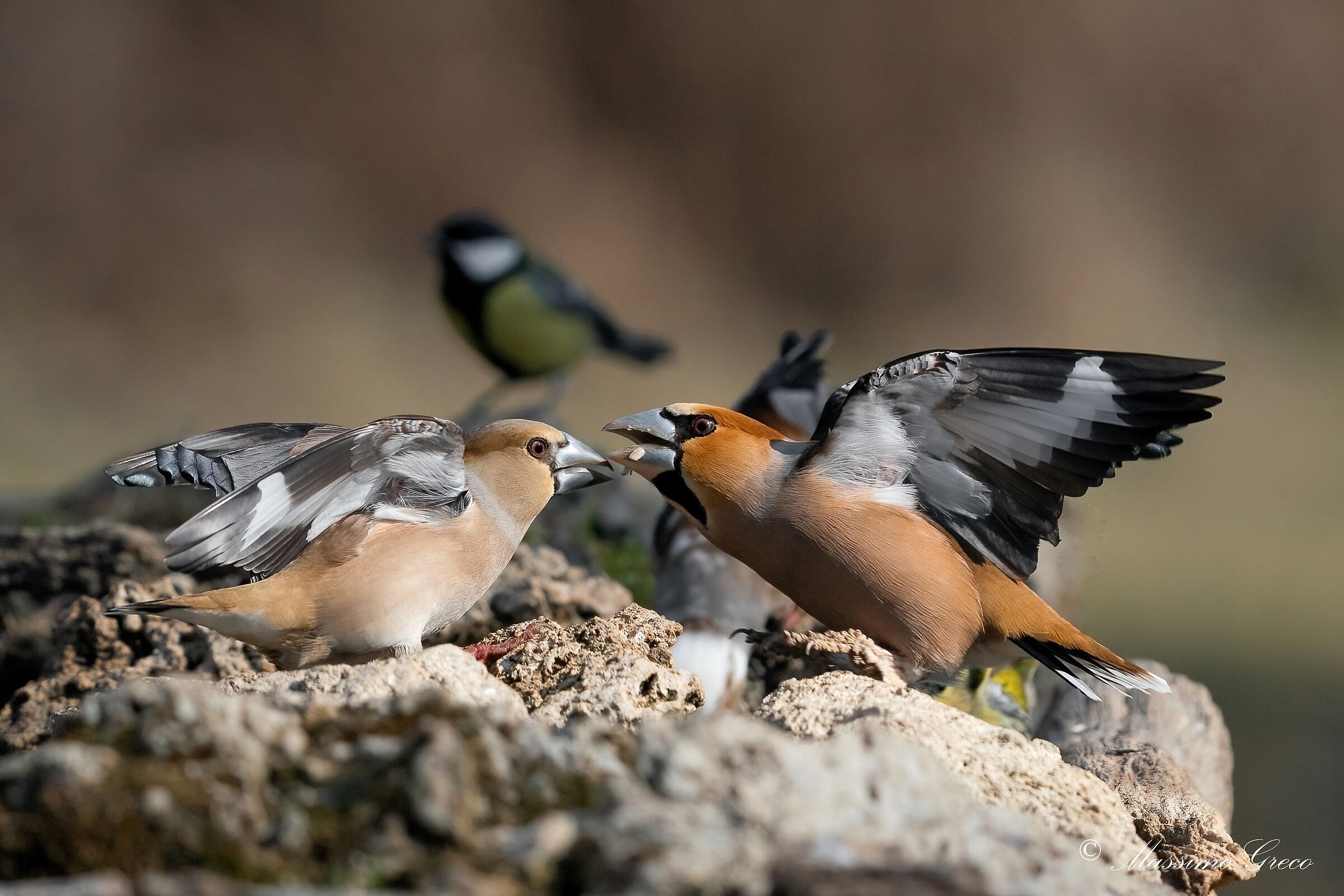 Frosoni- The comparison