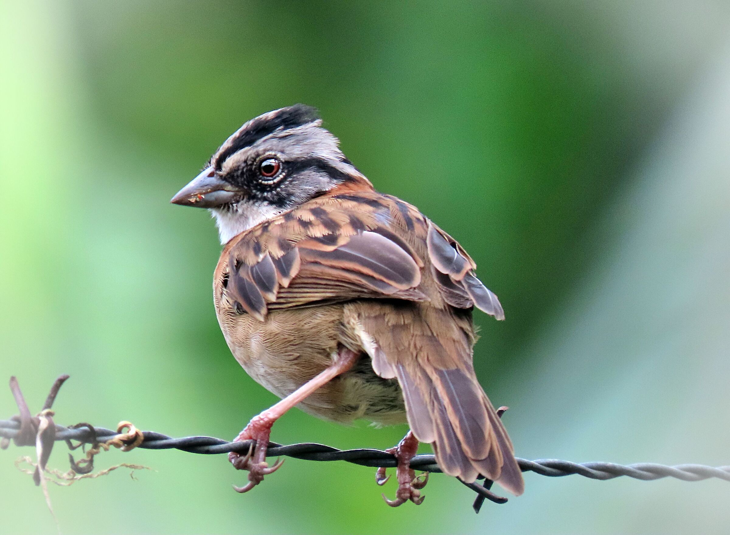 Sparrow