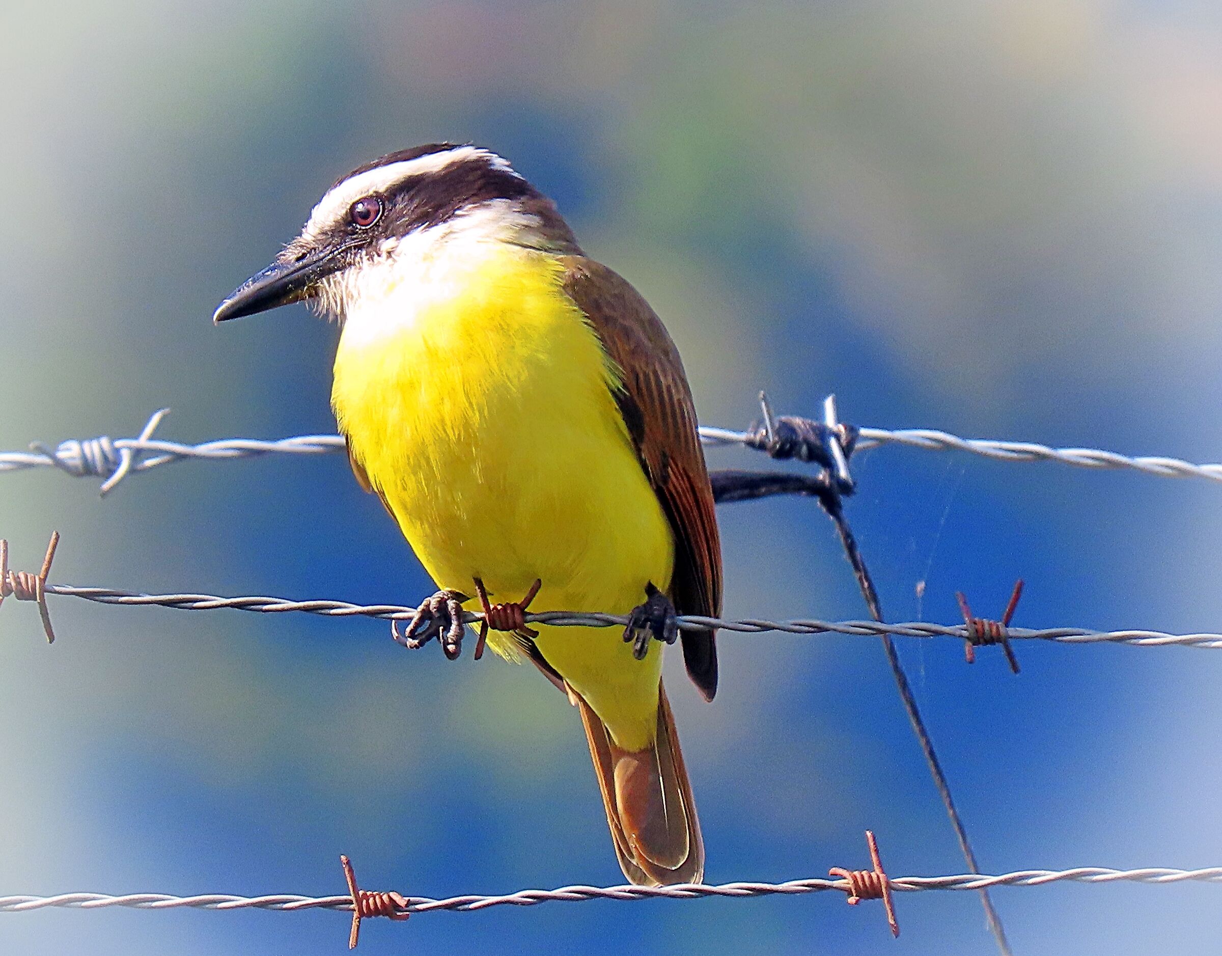 The Great Kiskadee