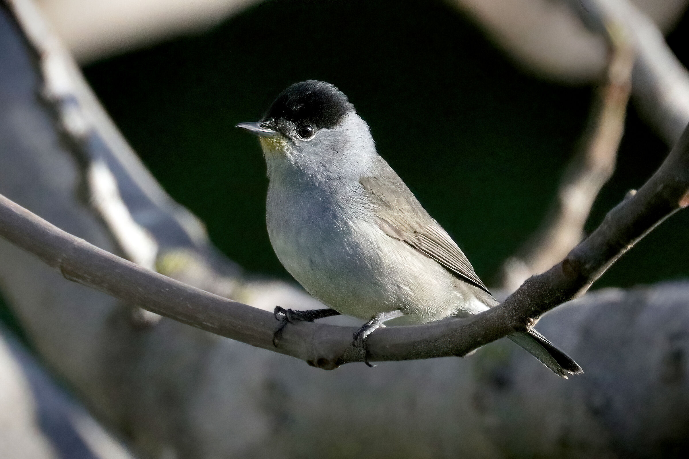 Blackcap