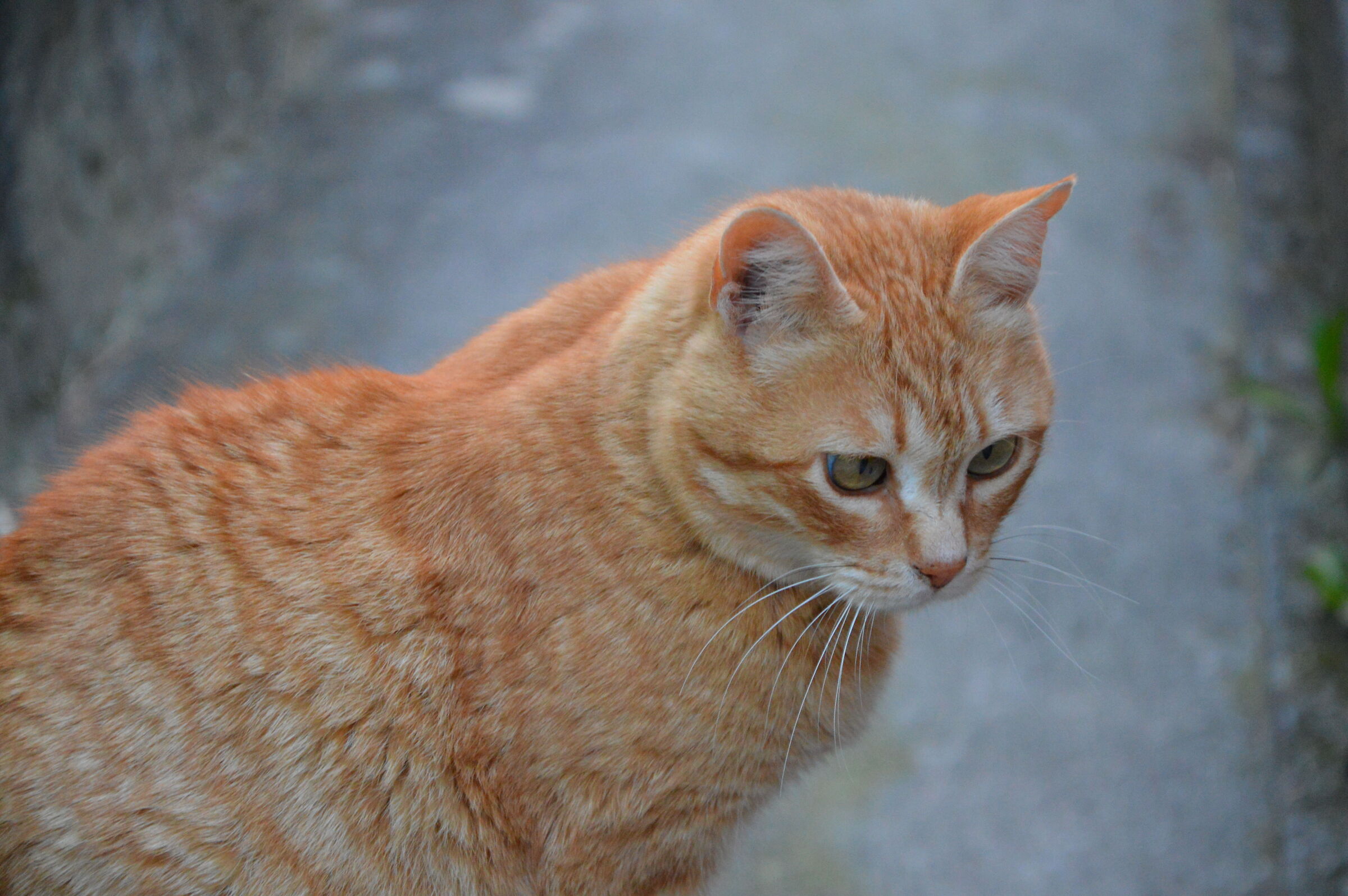 Toby 3