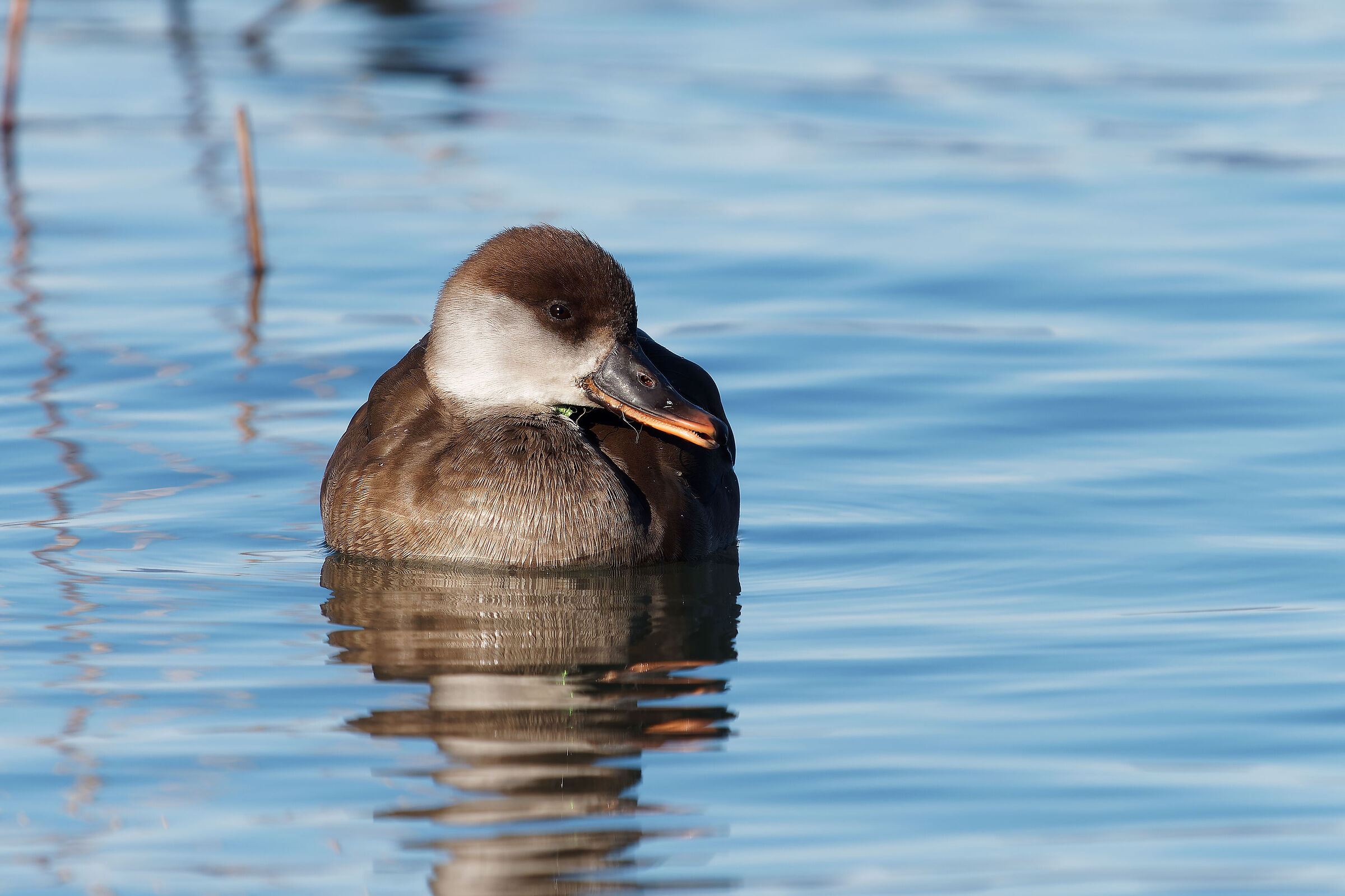 Fistione turco (Femmina)