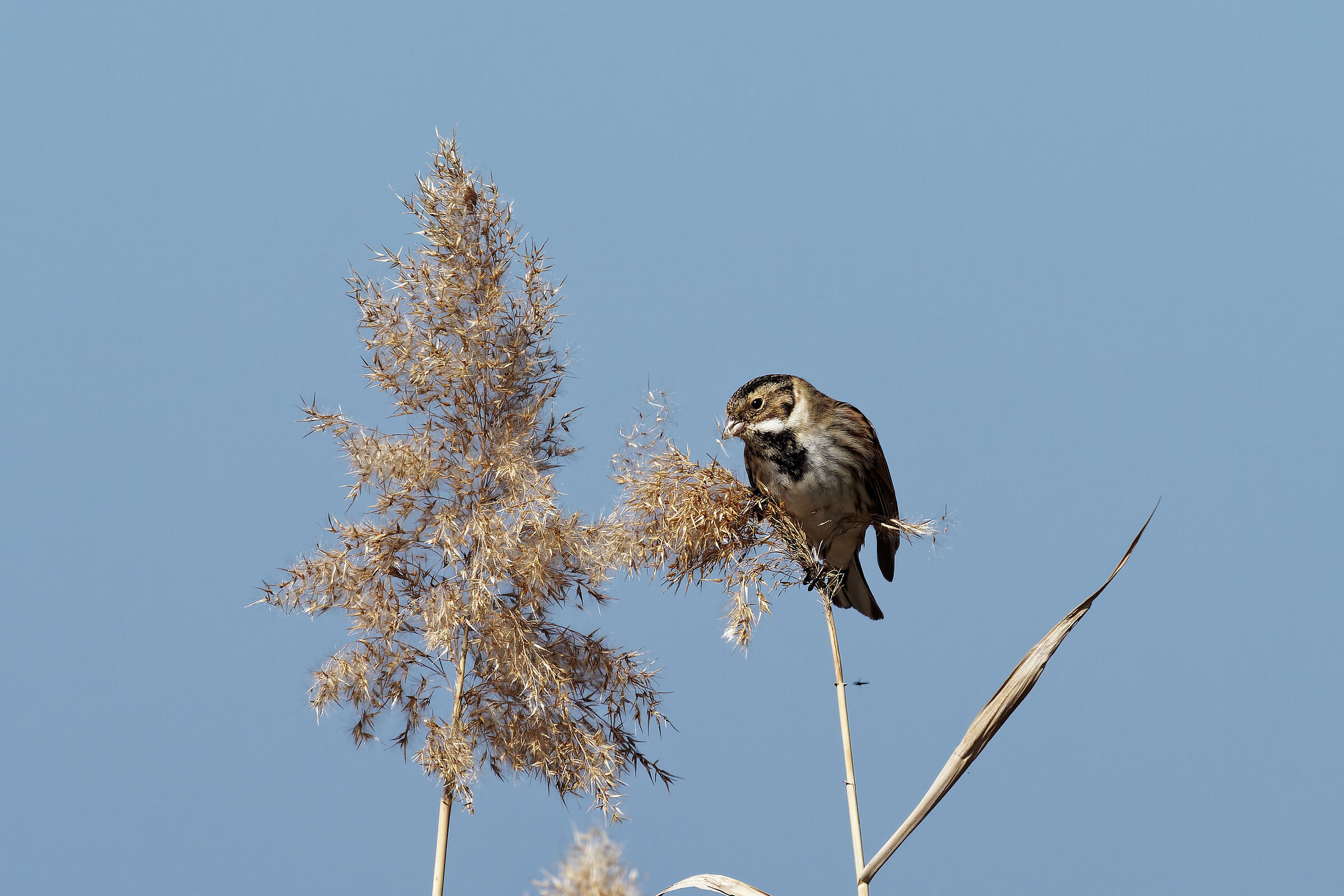 Migliarino di palude
