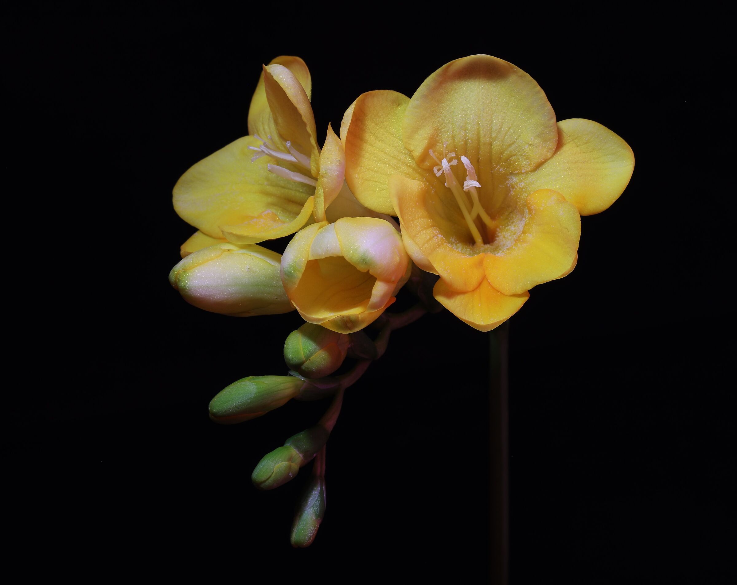 Freesias 3