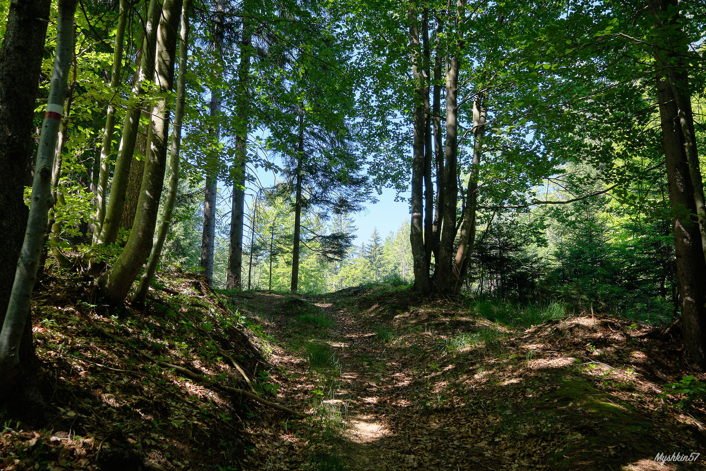 Getting out of the woods