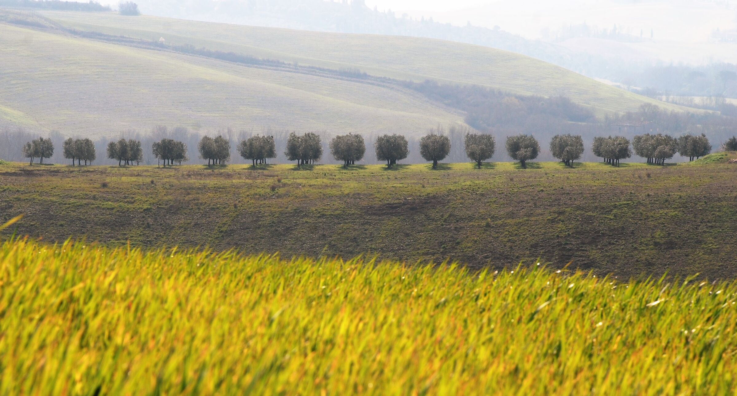 Olive trees