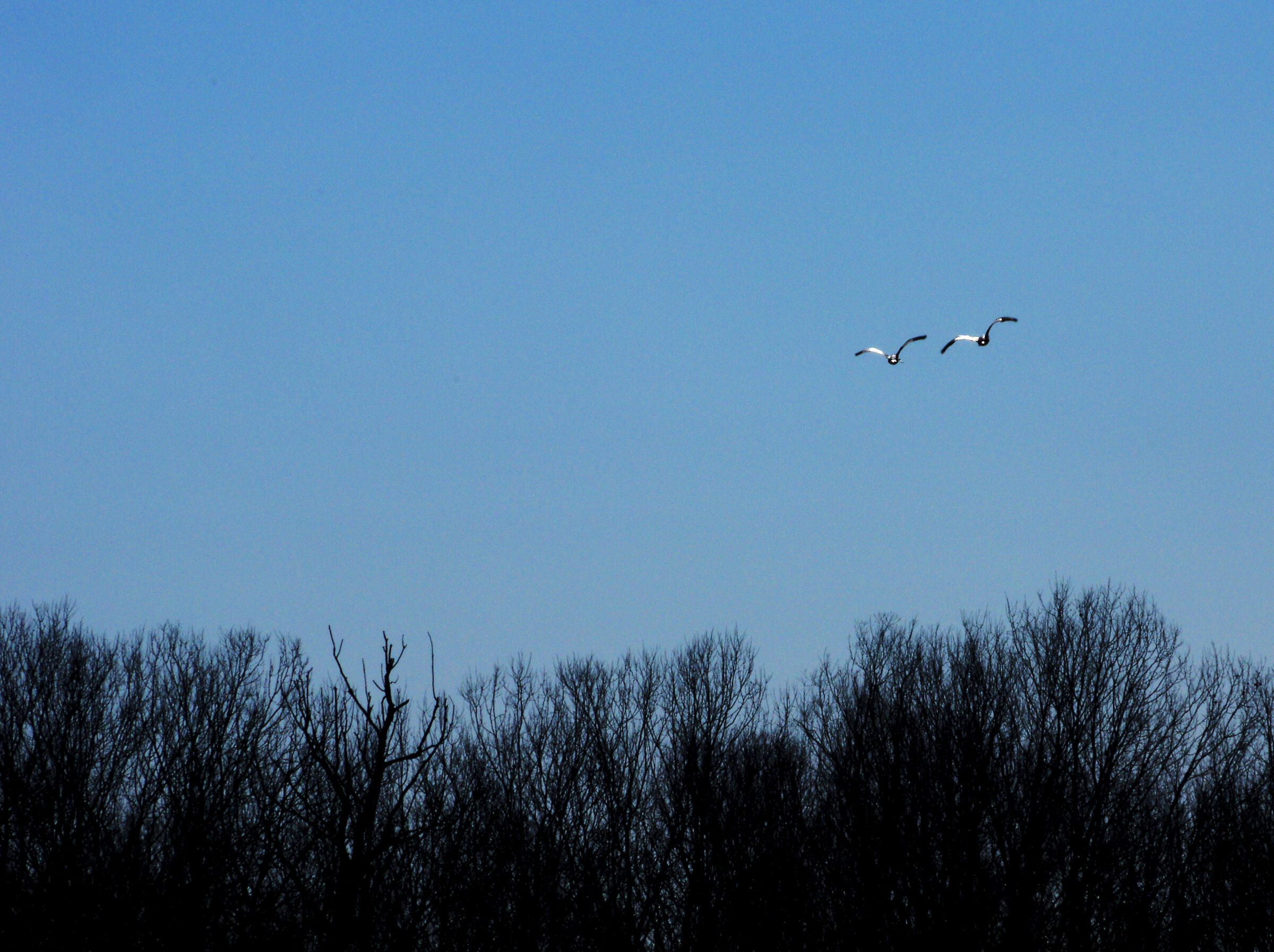 Le ali della libertà