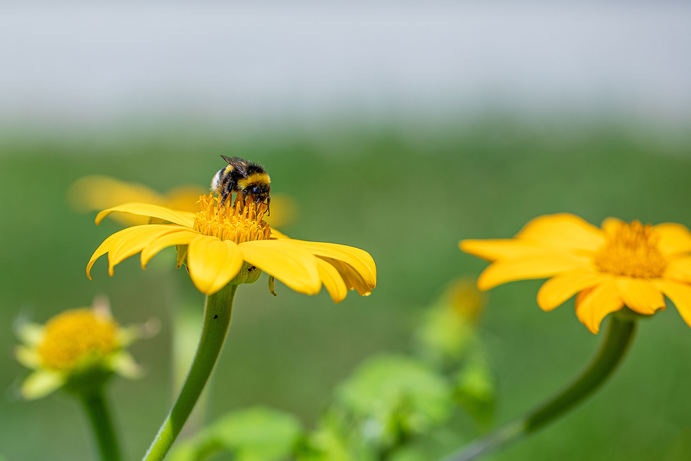 Ape su fiore giallo