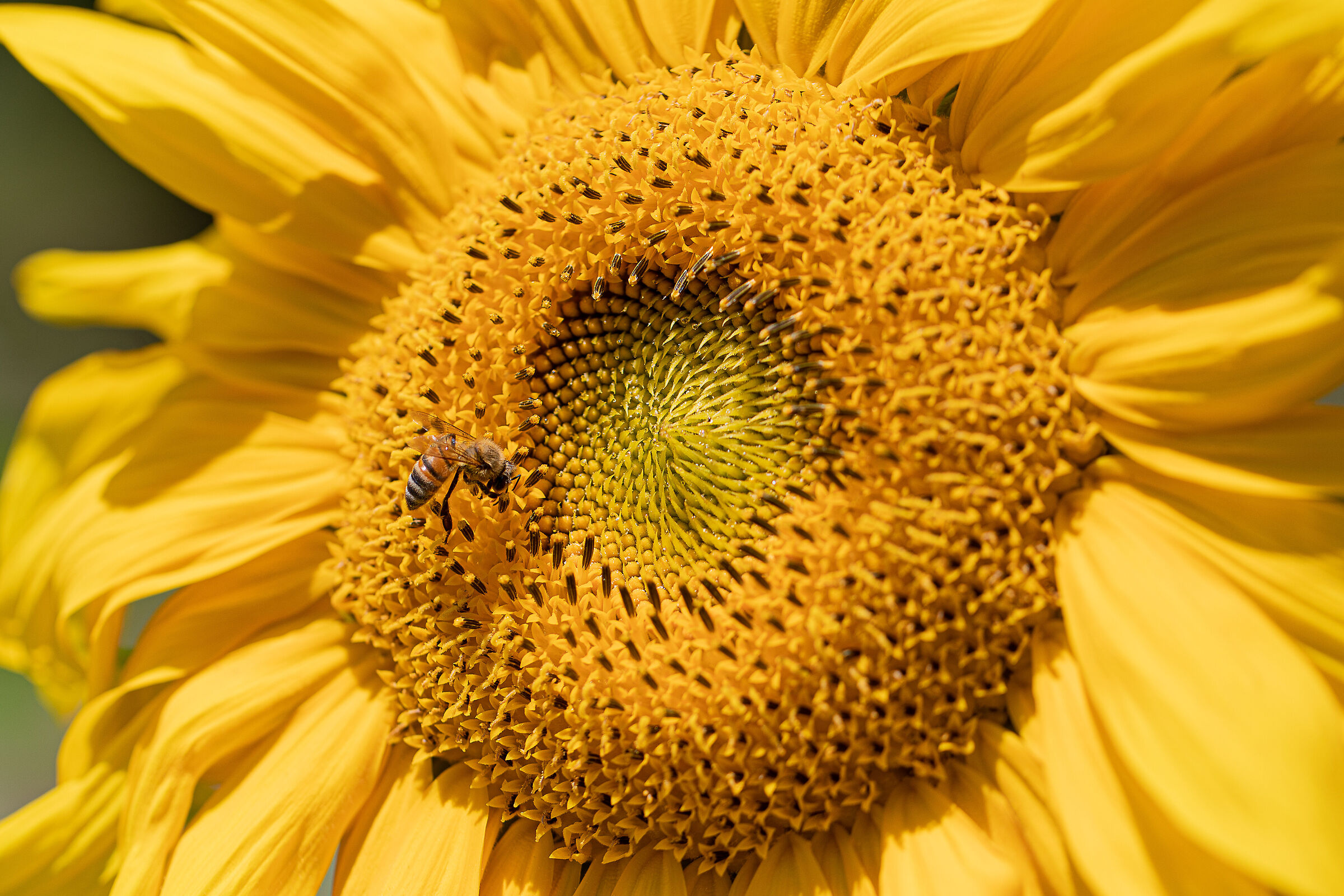 Ape su girasole