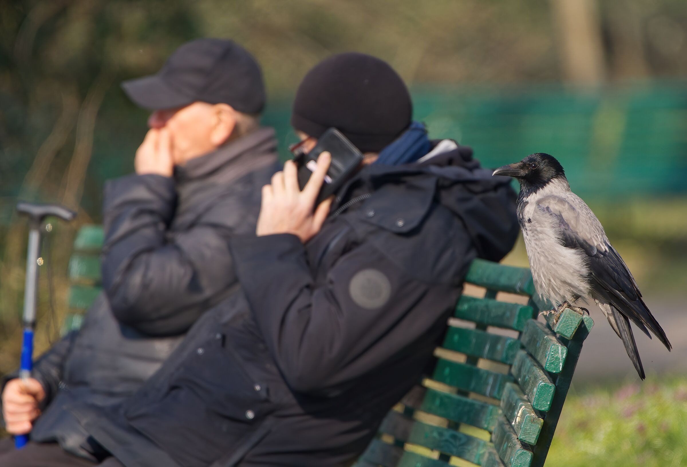 La cornacchia e i pensionati .