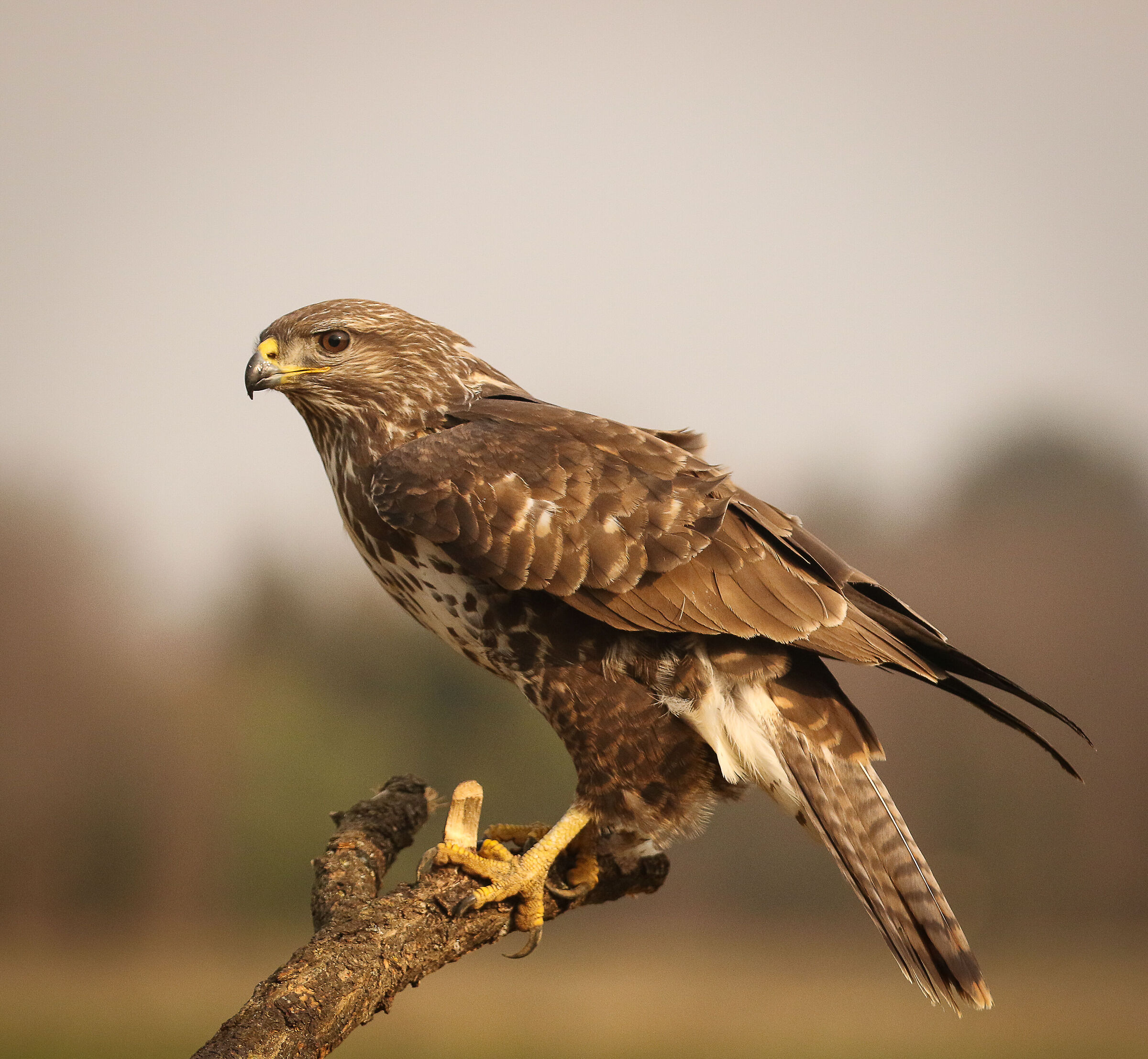 Buzzard