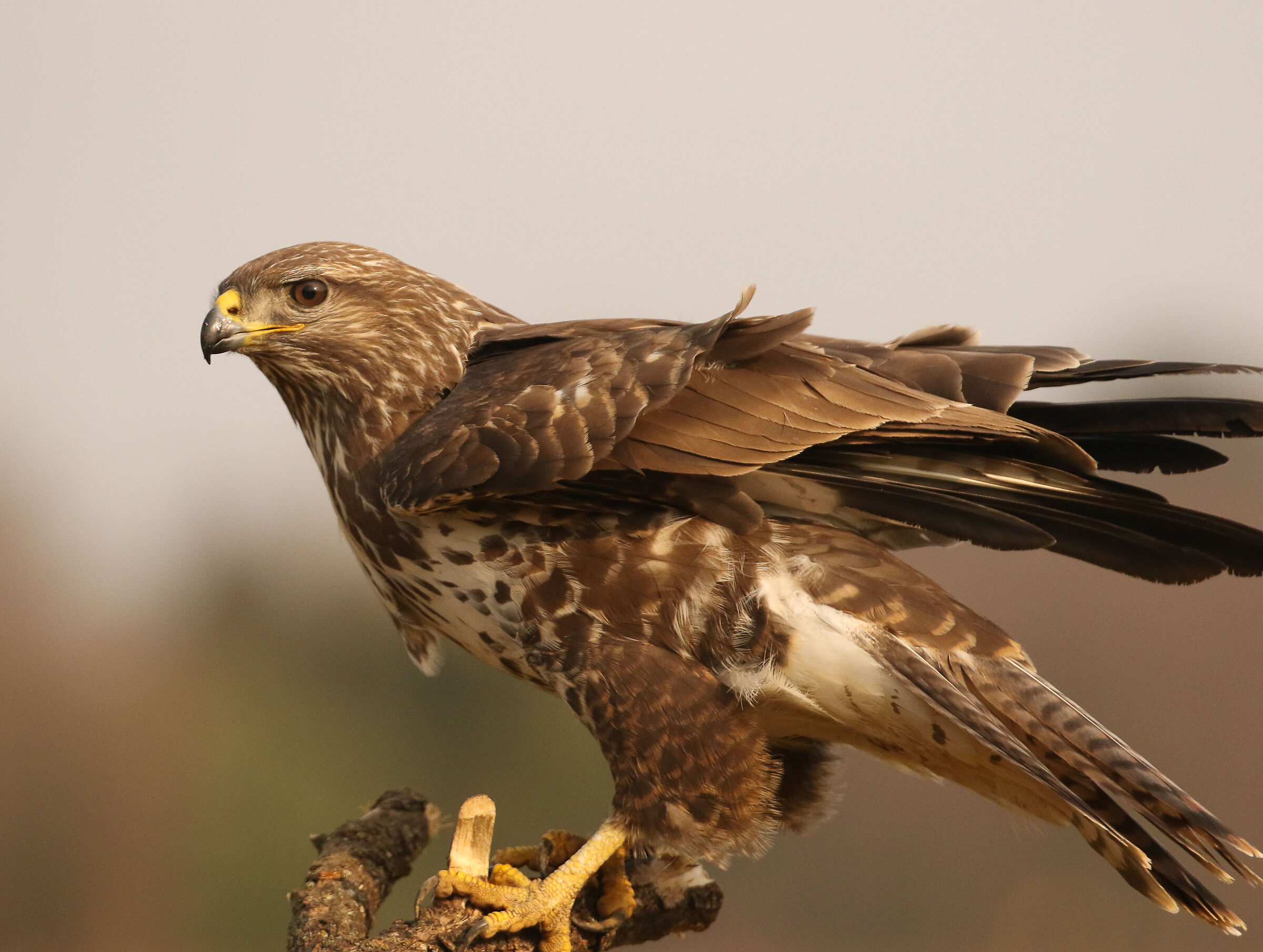 Buzzard