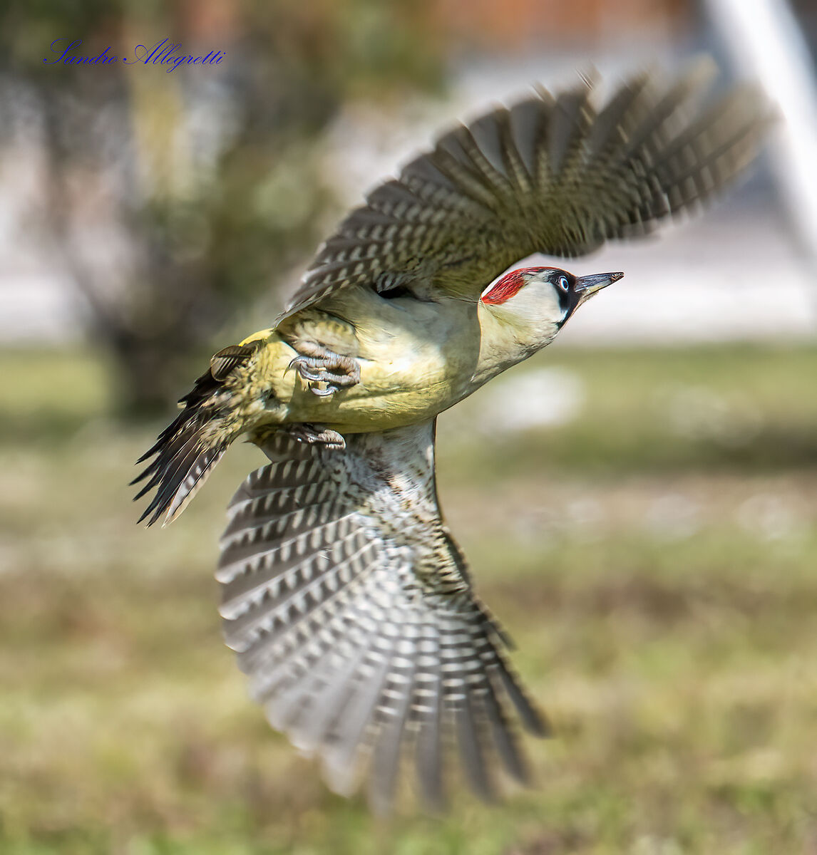 The green woodpecker (Picus viridis)