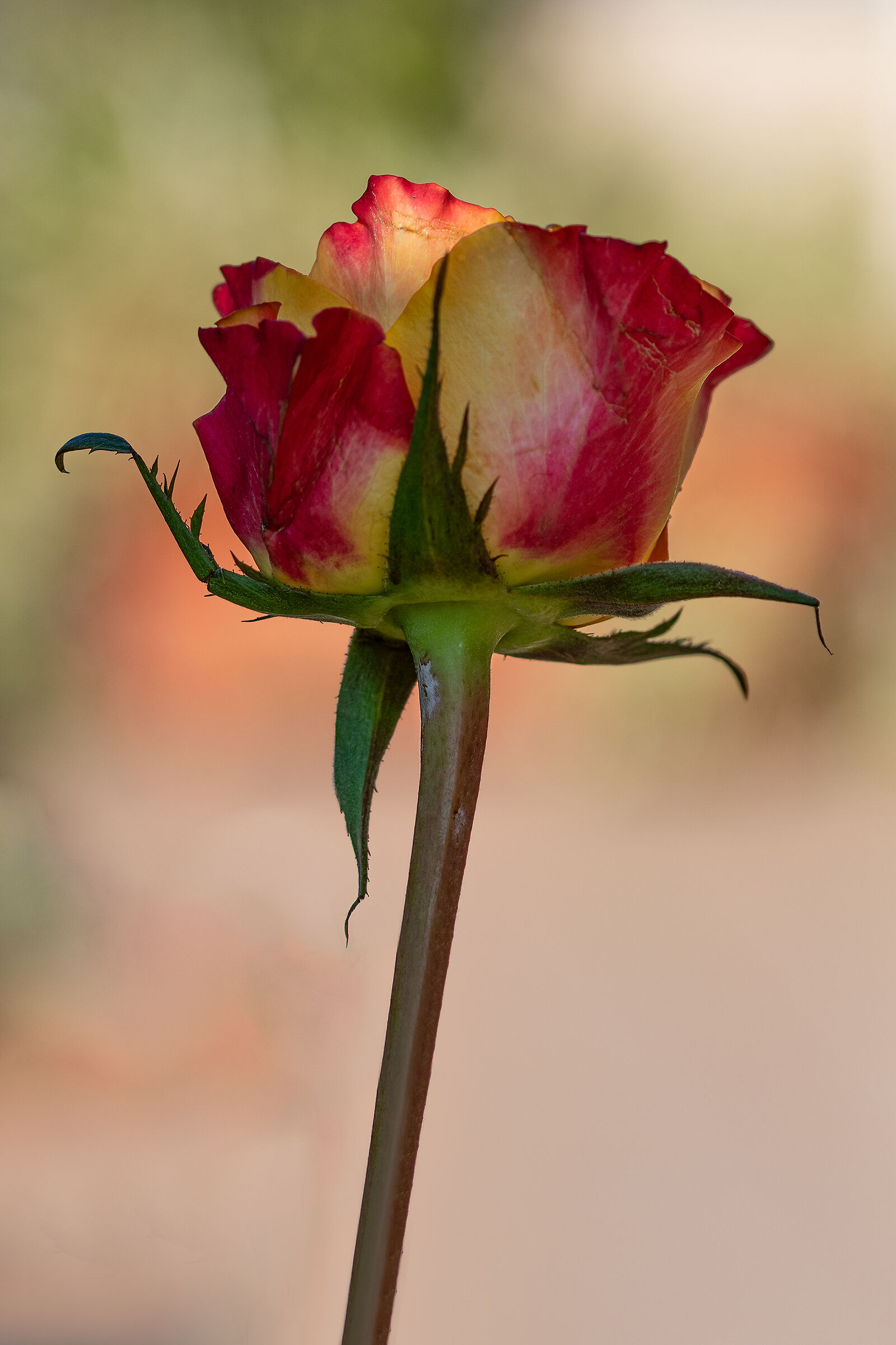 Aspettando la primavera...