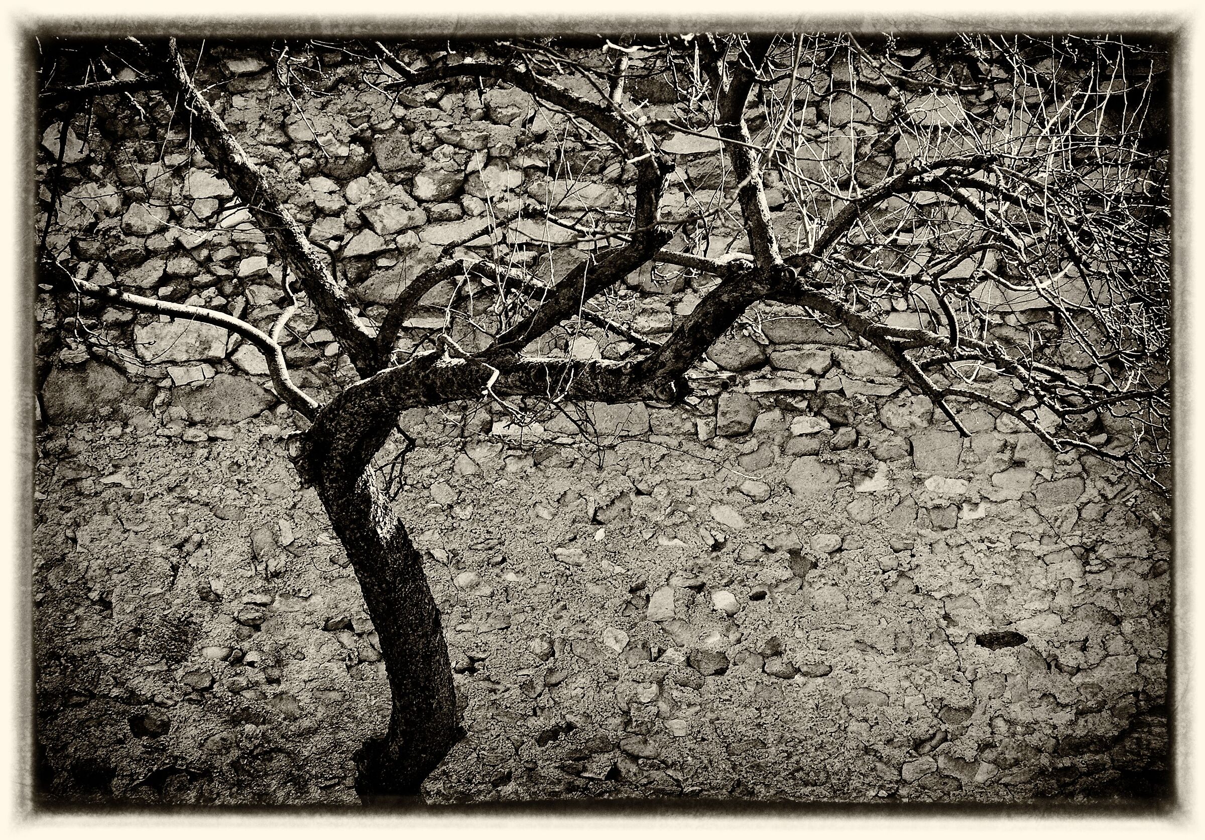 Albero - bianco e nero