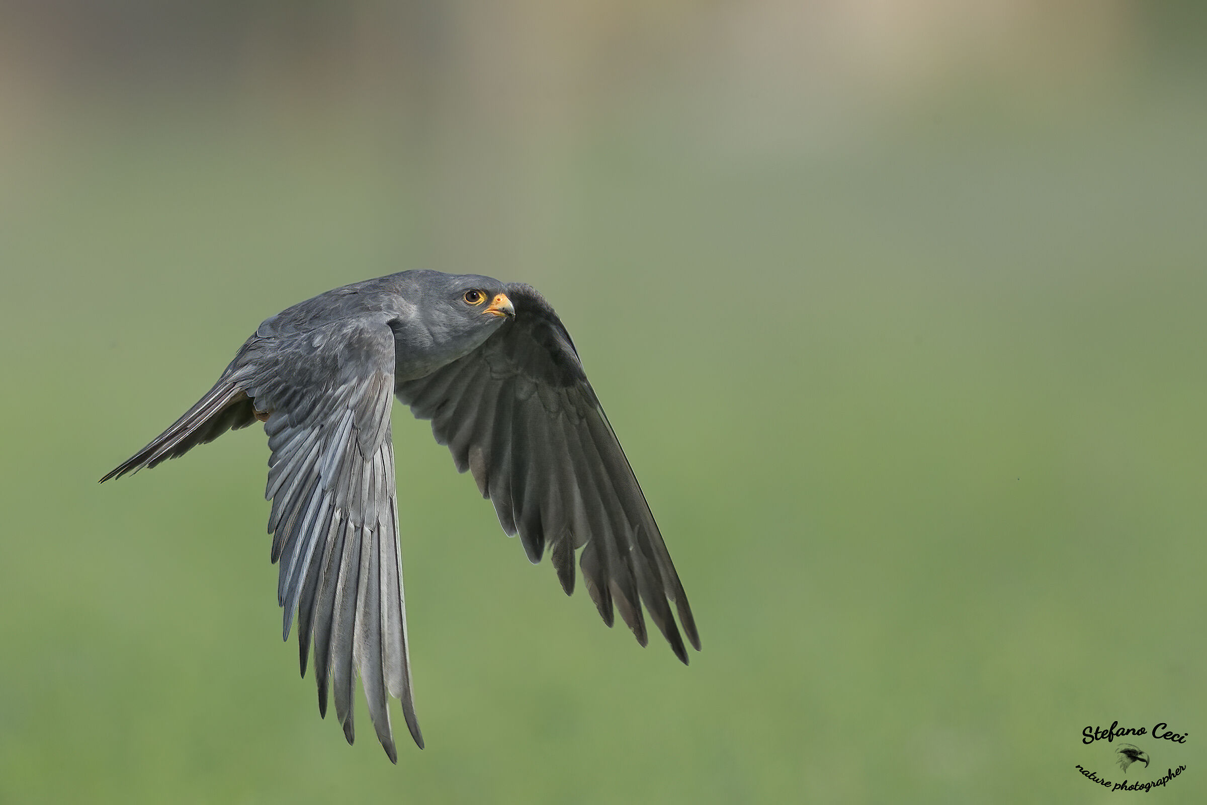 Falco Cuculo maschio