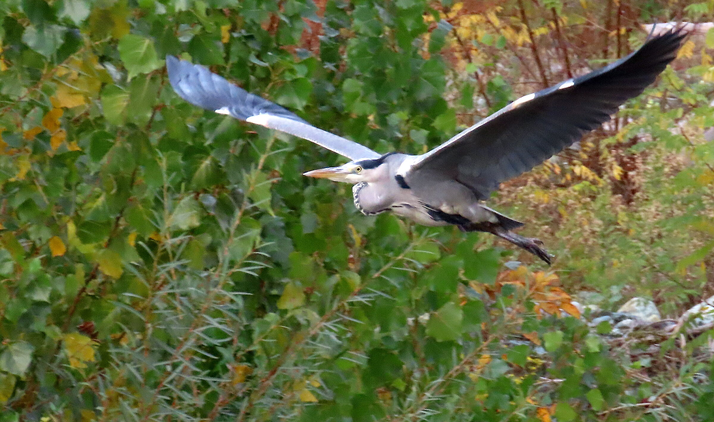 Grey heron in flight
