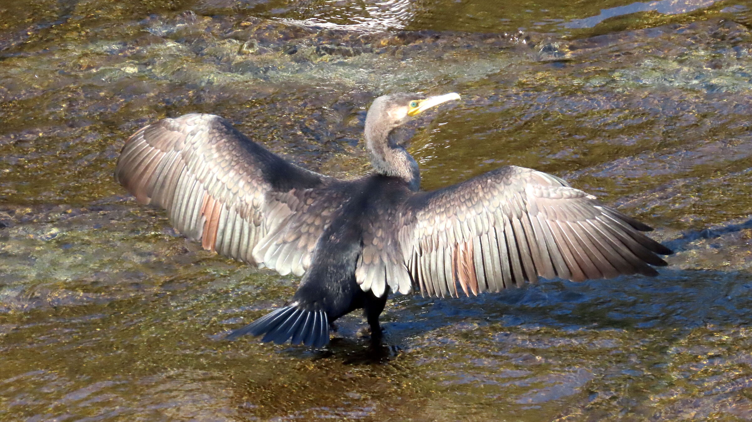 Grey Heron (the siesta)