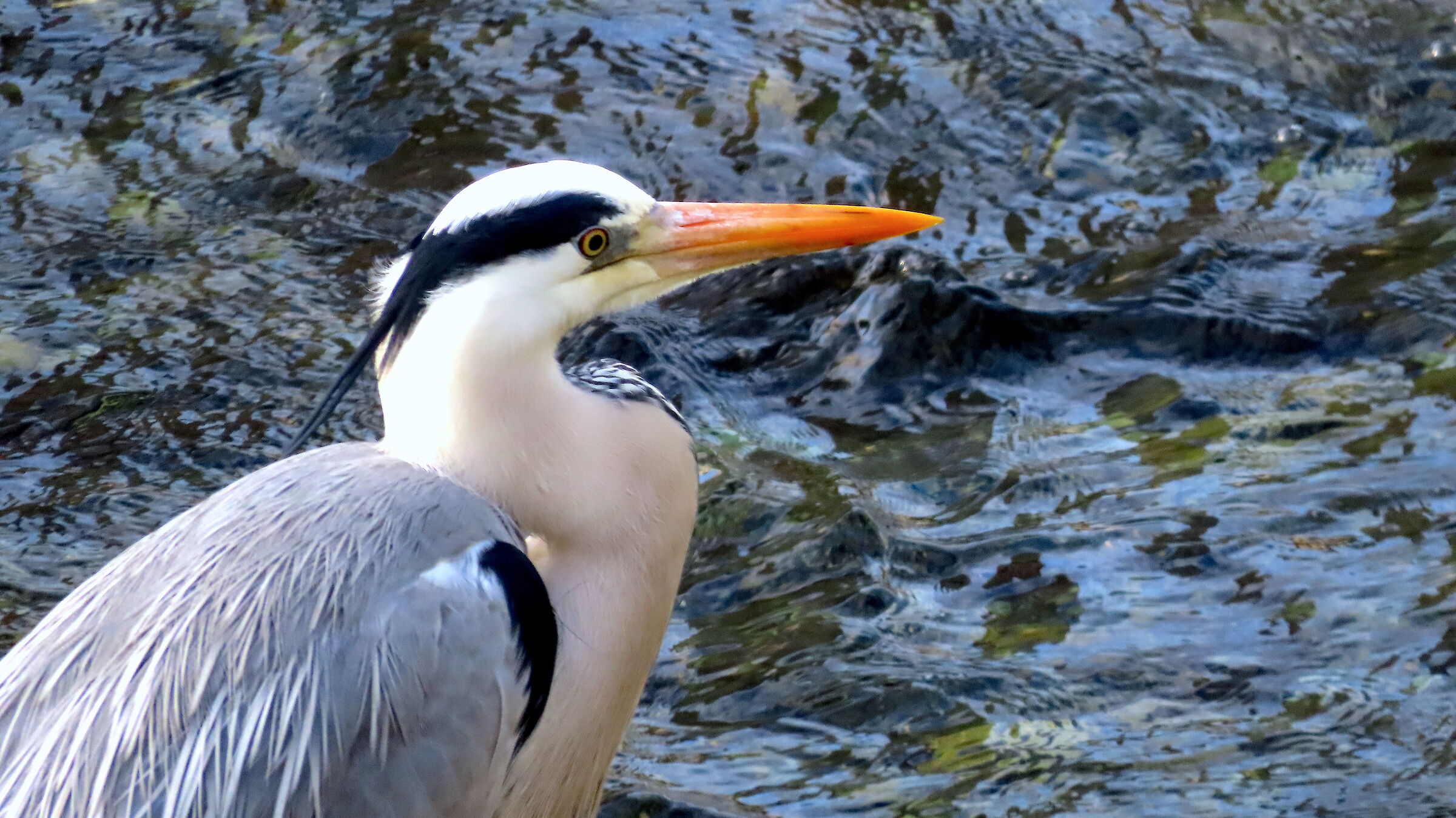 Grey heron
