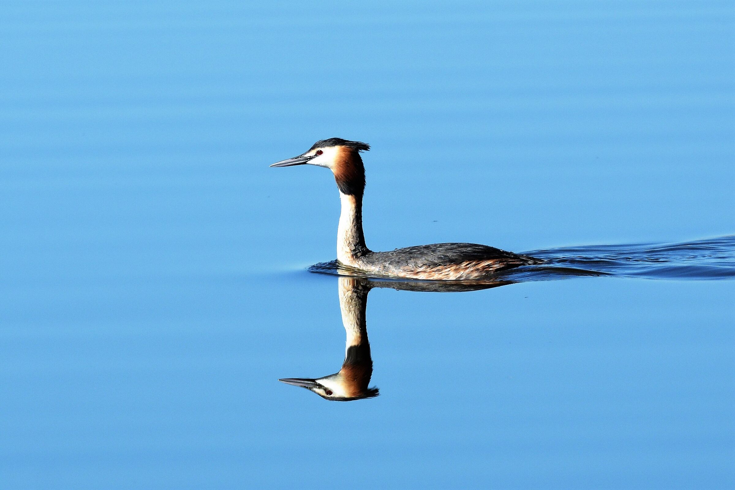 great crested grebe