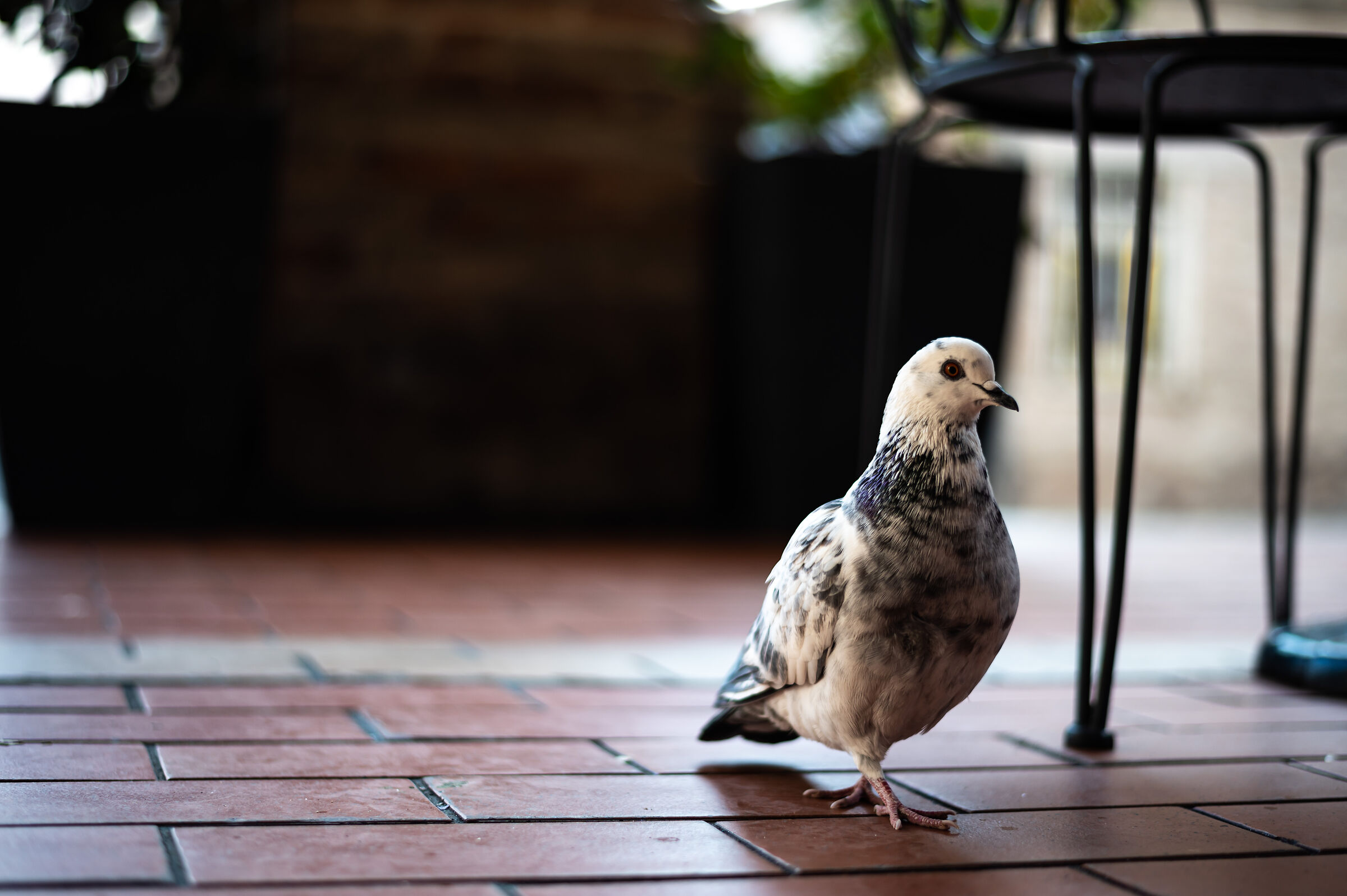 Alla ricerca di cibo