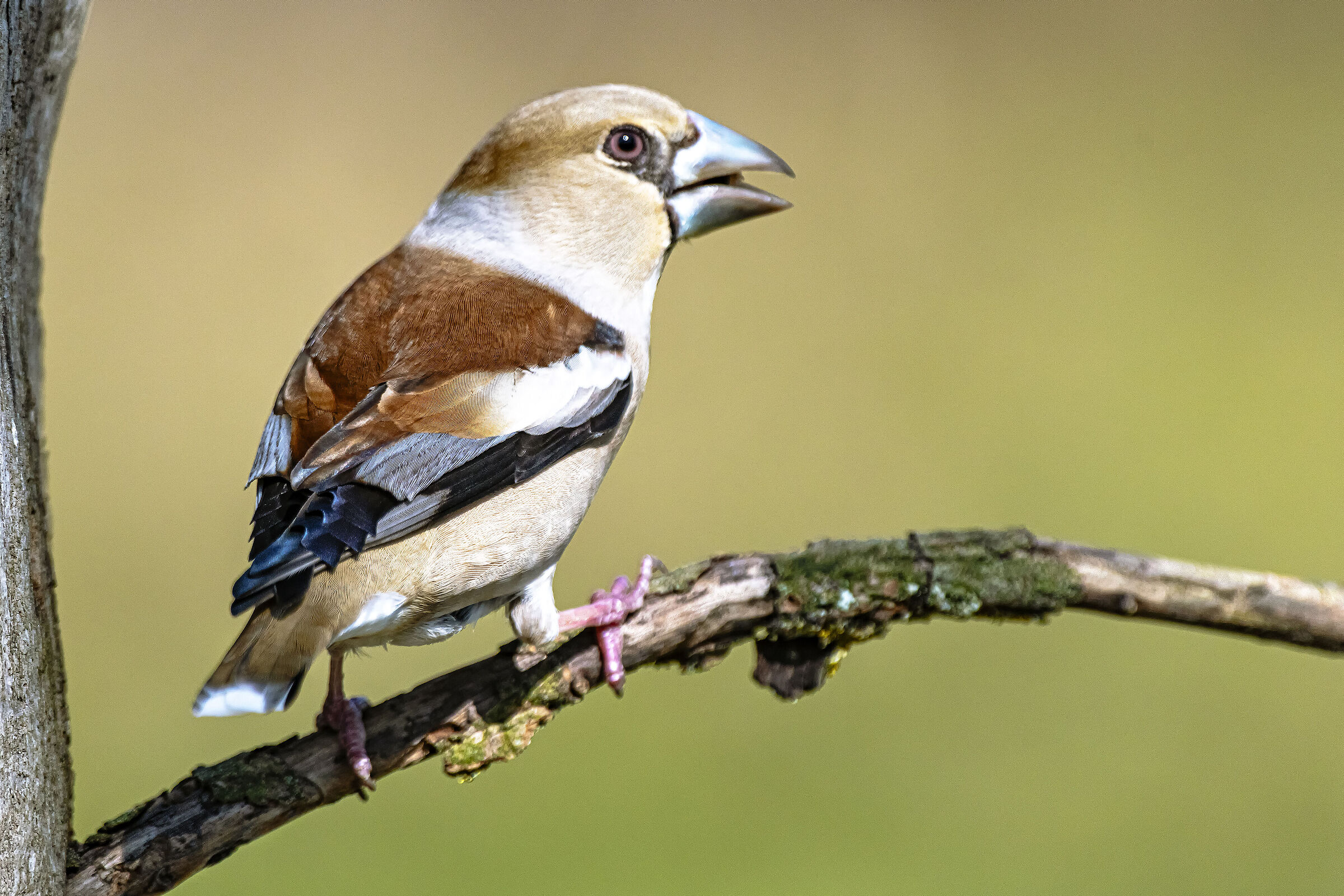 Hawfinch