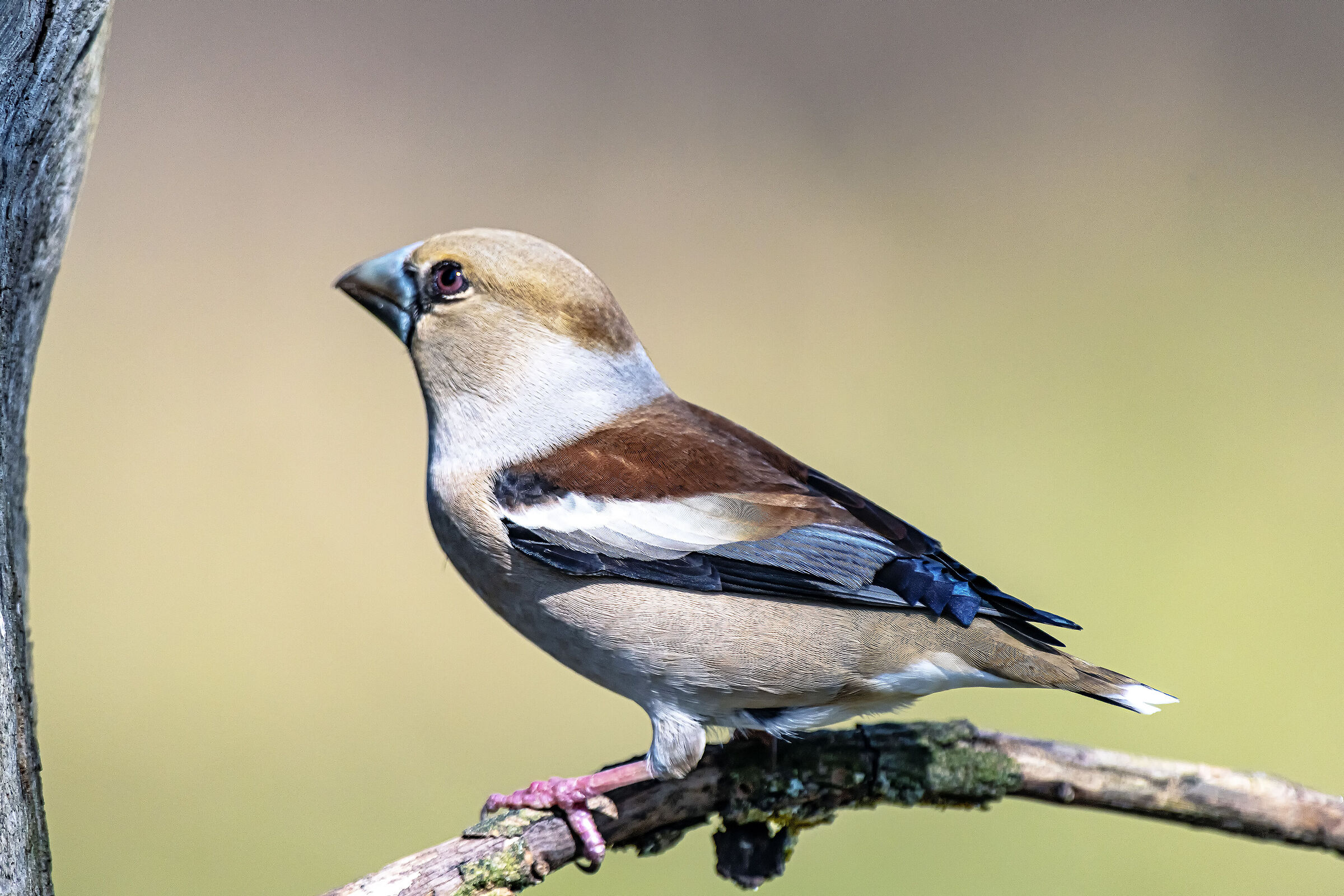 Hawfinch
