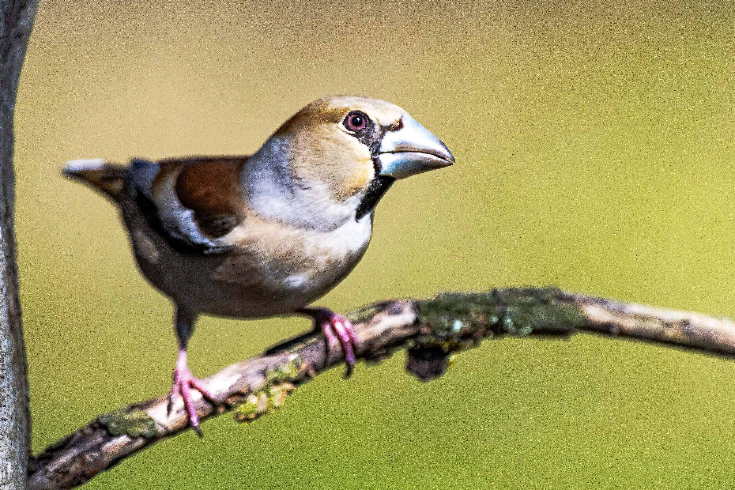Hawfinch