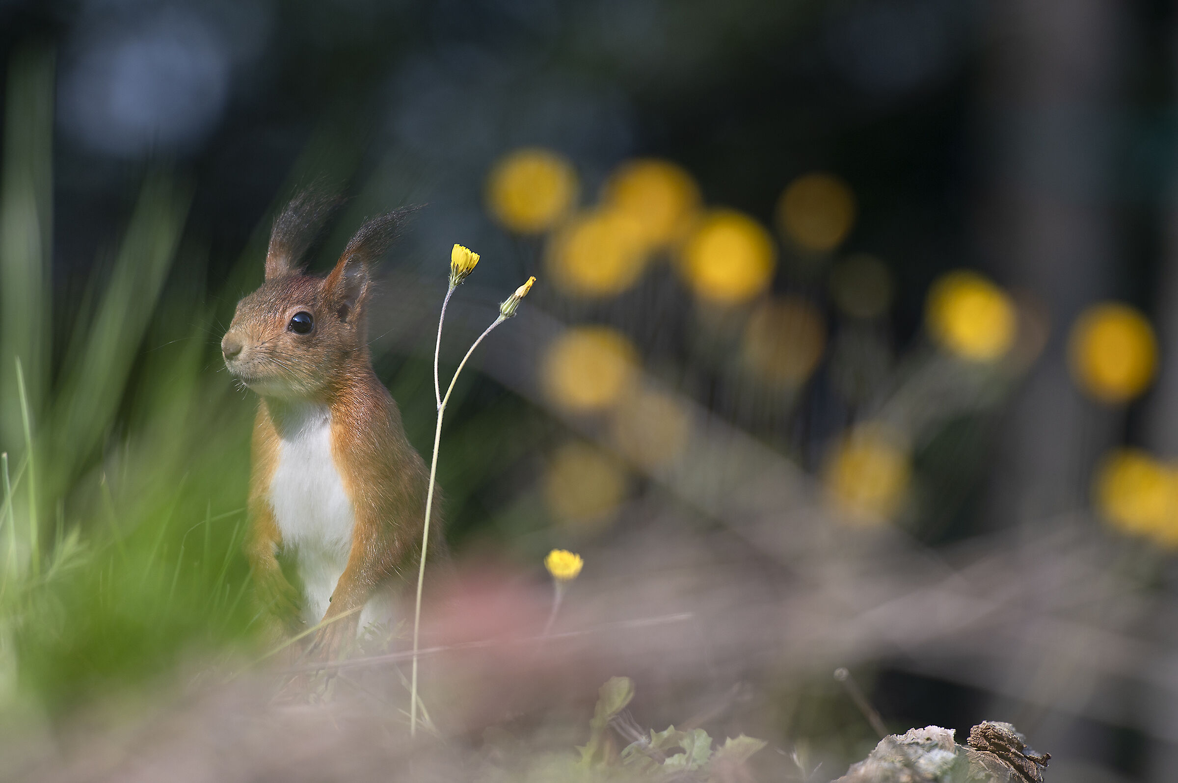 Uno scoiattolo in giardino!