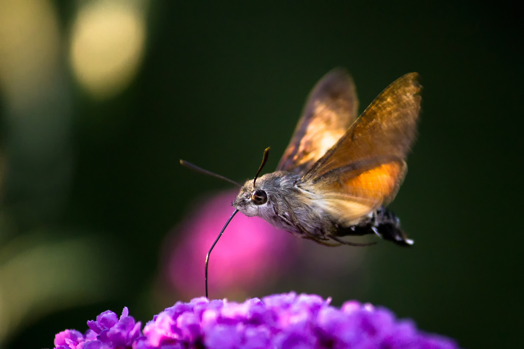 Hummingbird Hawk-moth