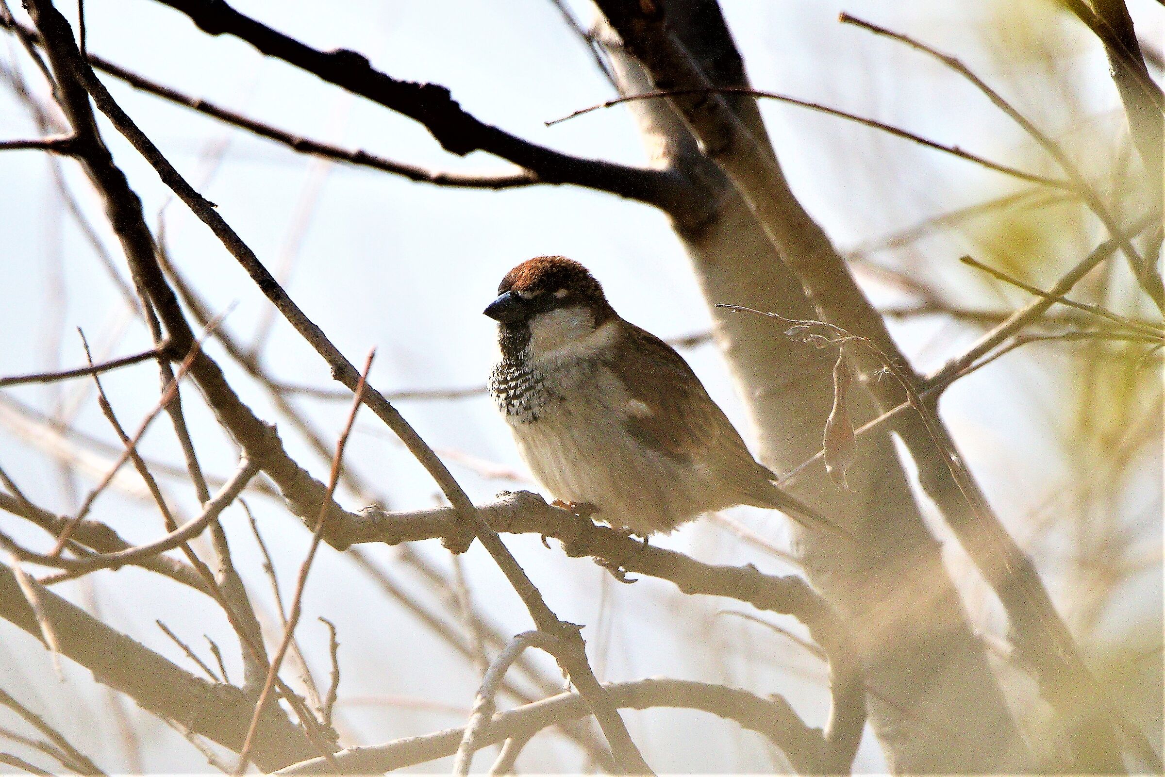 Italian flounder 07-03-2022