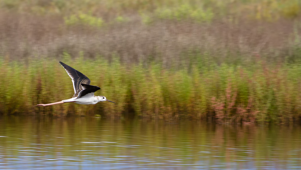 Panning Knight of Italy