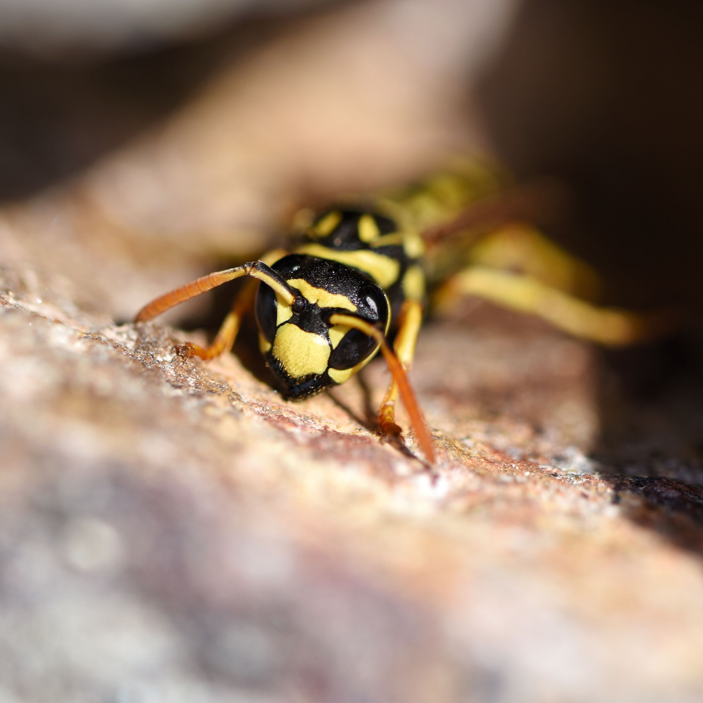 Wasp
