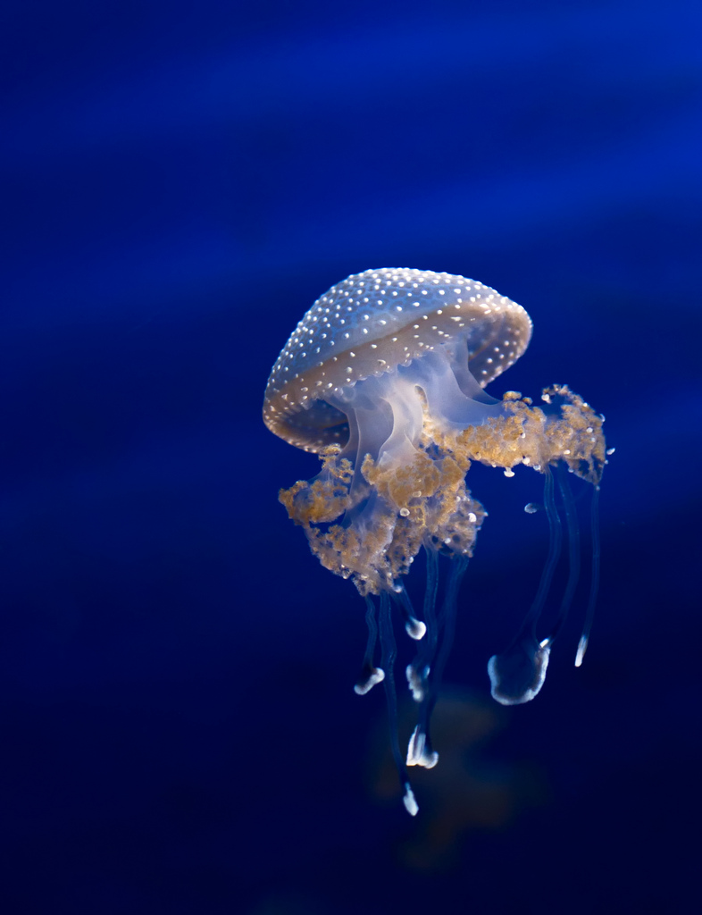 Jellyfish