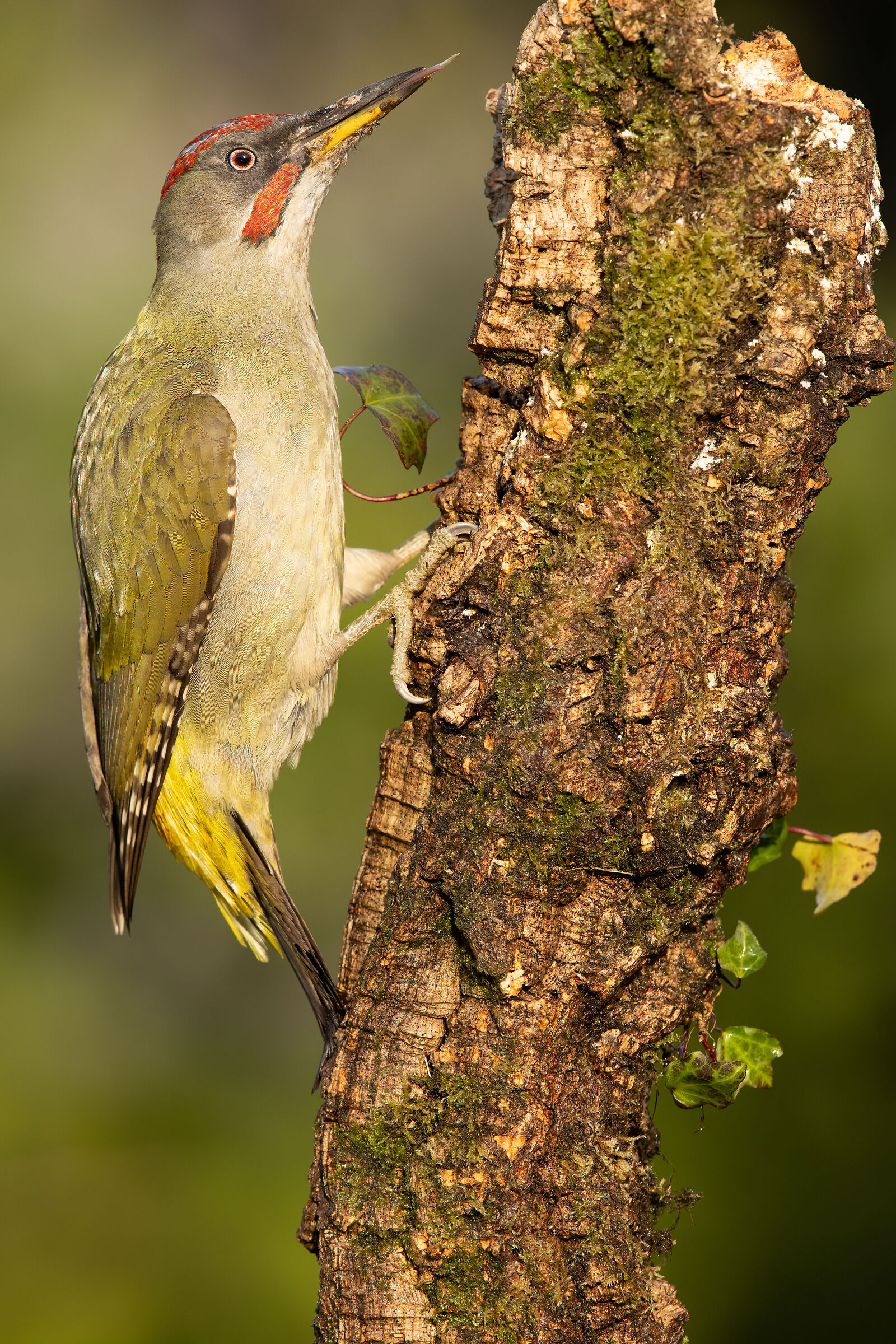 Green Woodpecker, male - Picus viridis (Portugal)