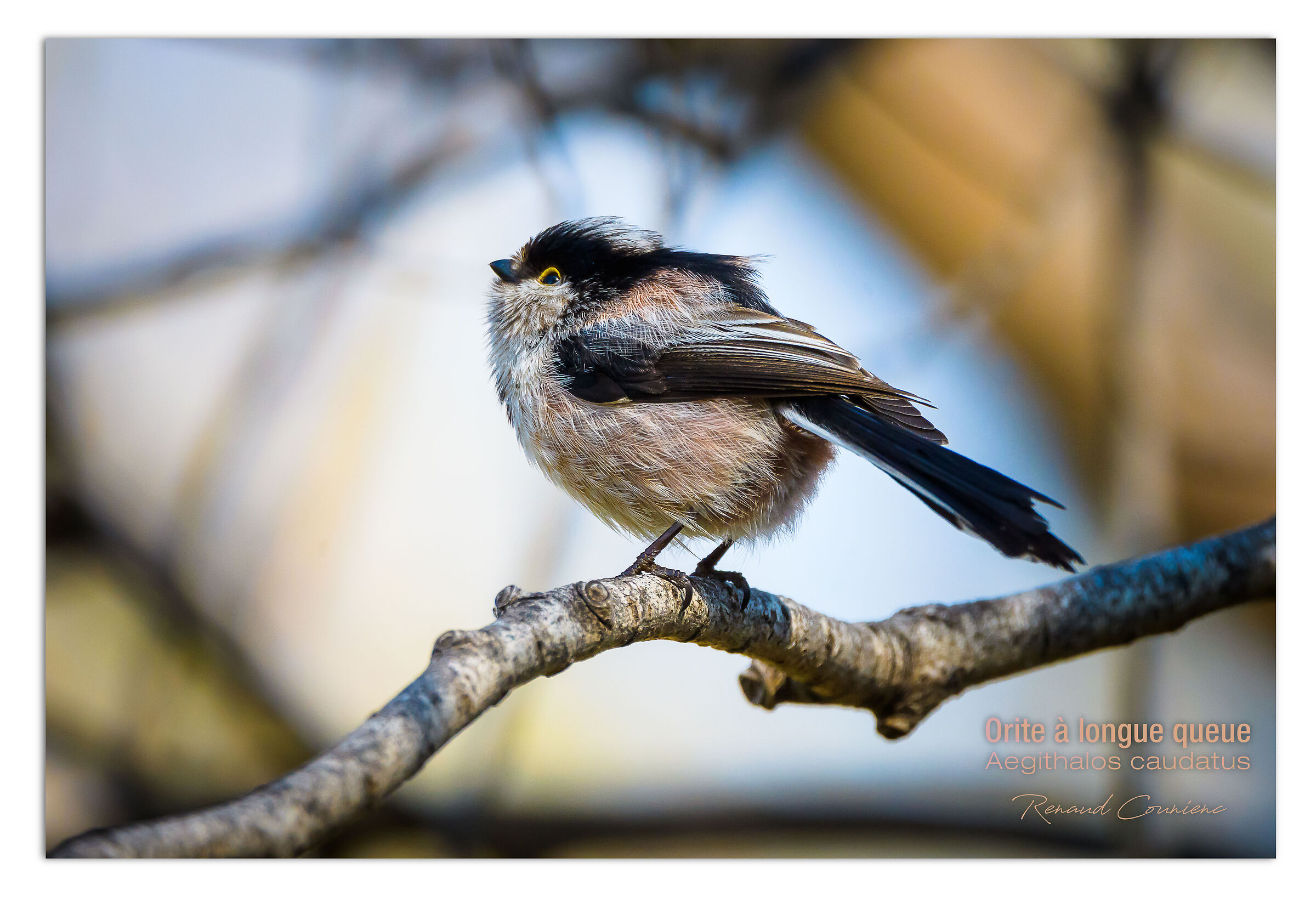 Il codibùgnolo (Aegithalos caudatus)