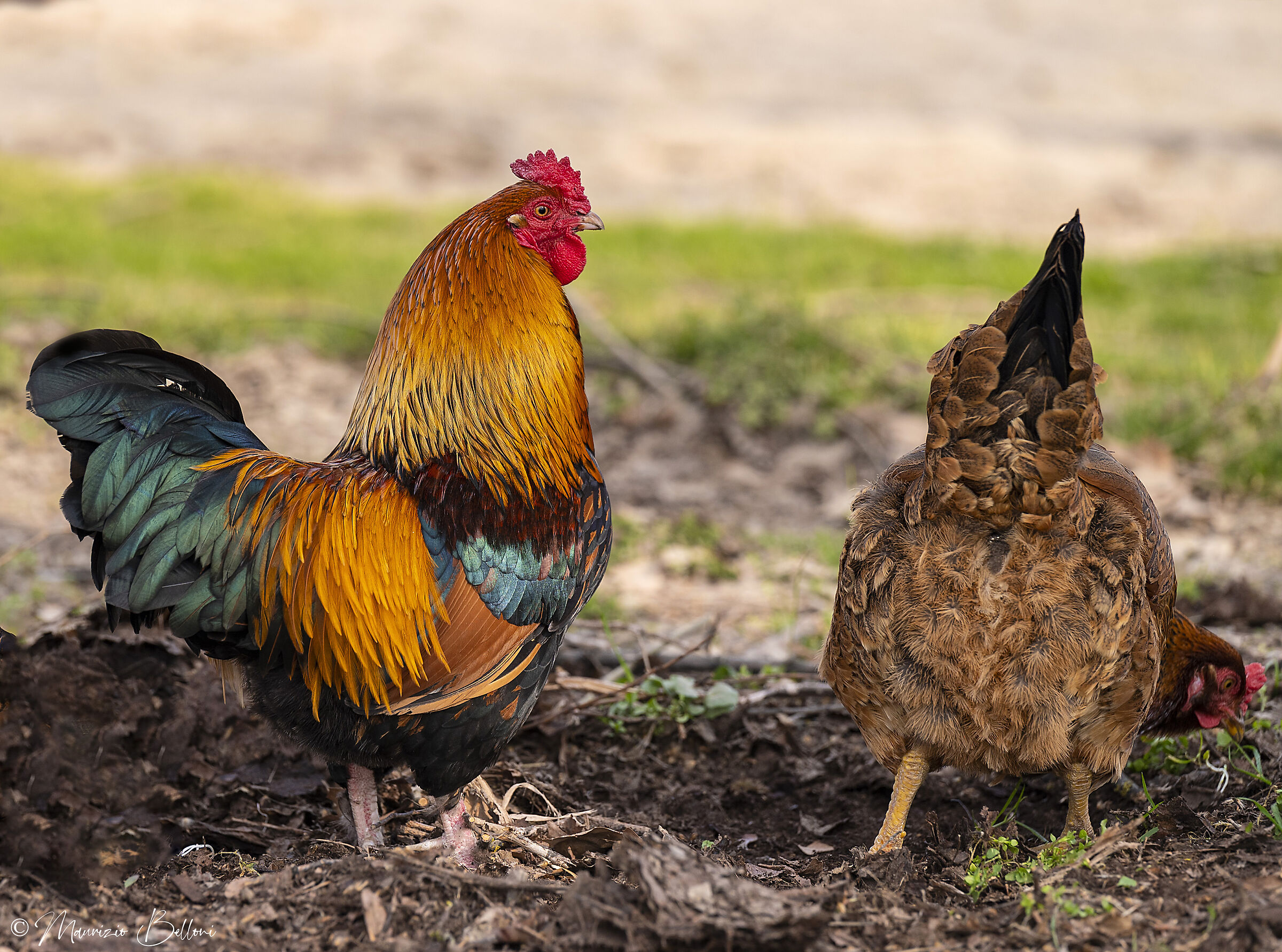 le coq voyeurs