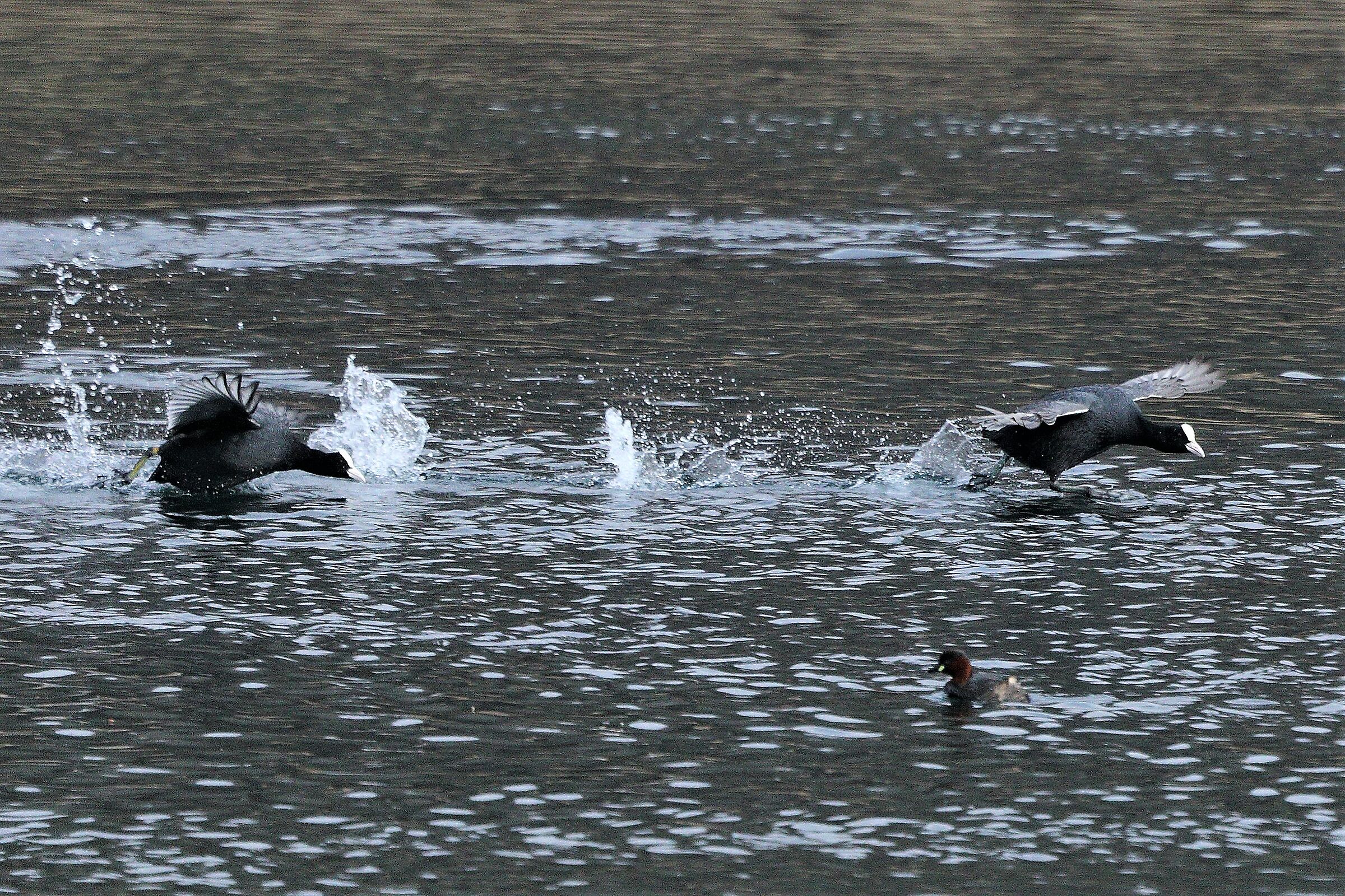 coots 05-03-2022
