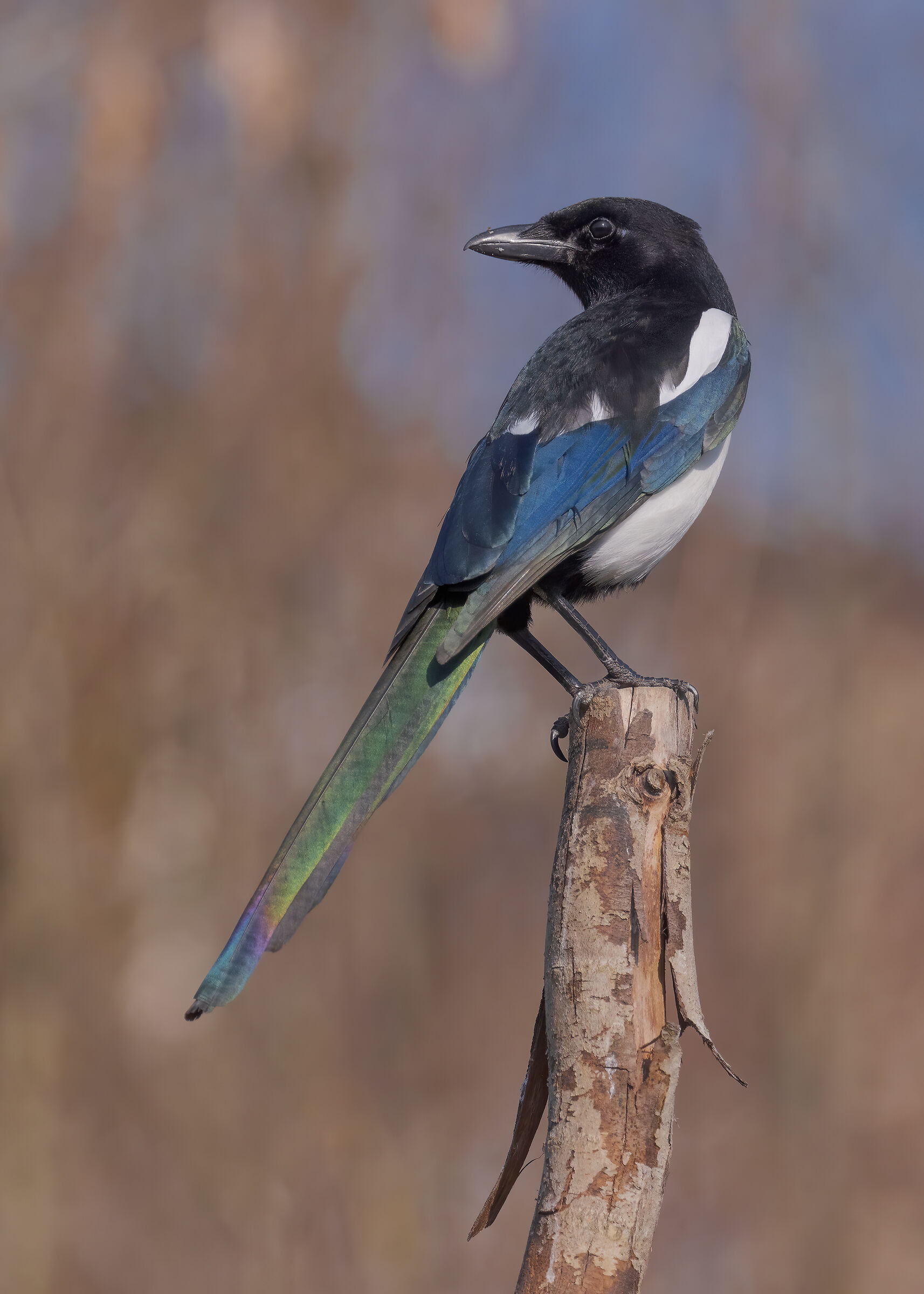 I riflessi cangianti della comune Gazza