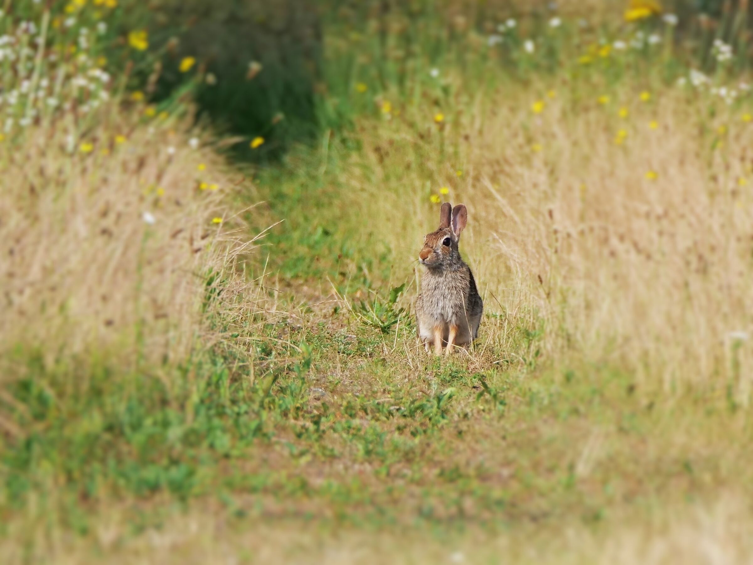 Mini-hare