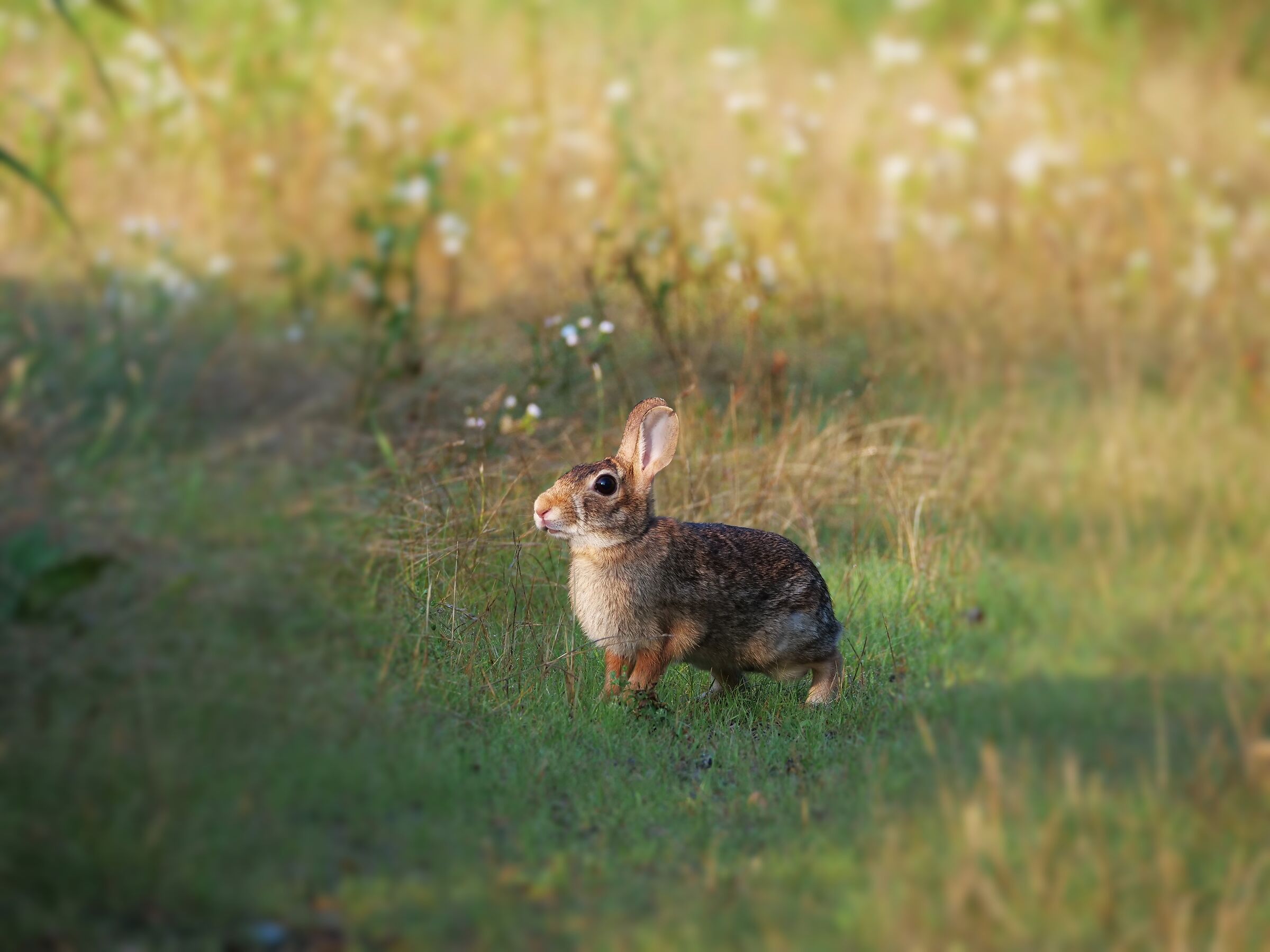 Mini-hare