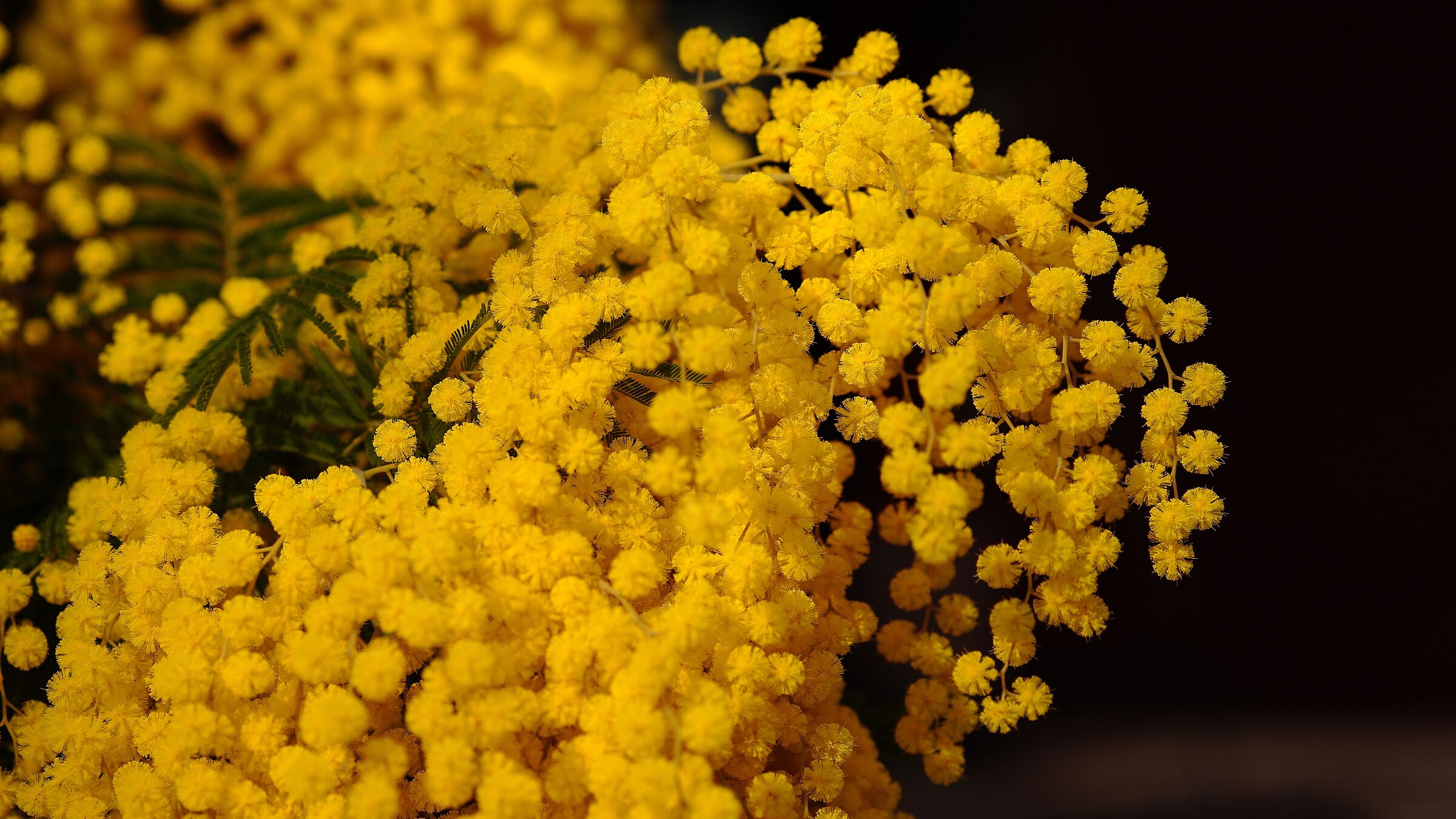 Mimosa mia