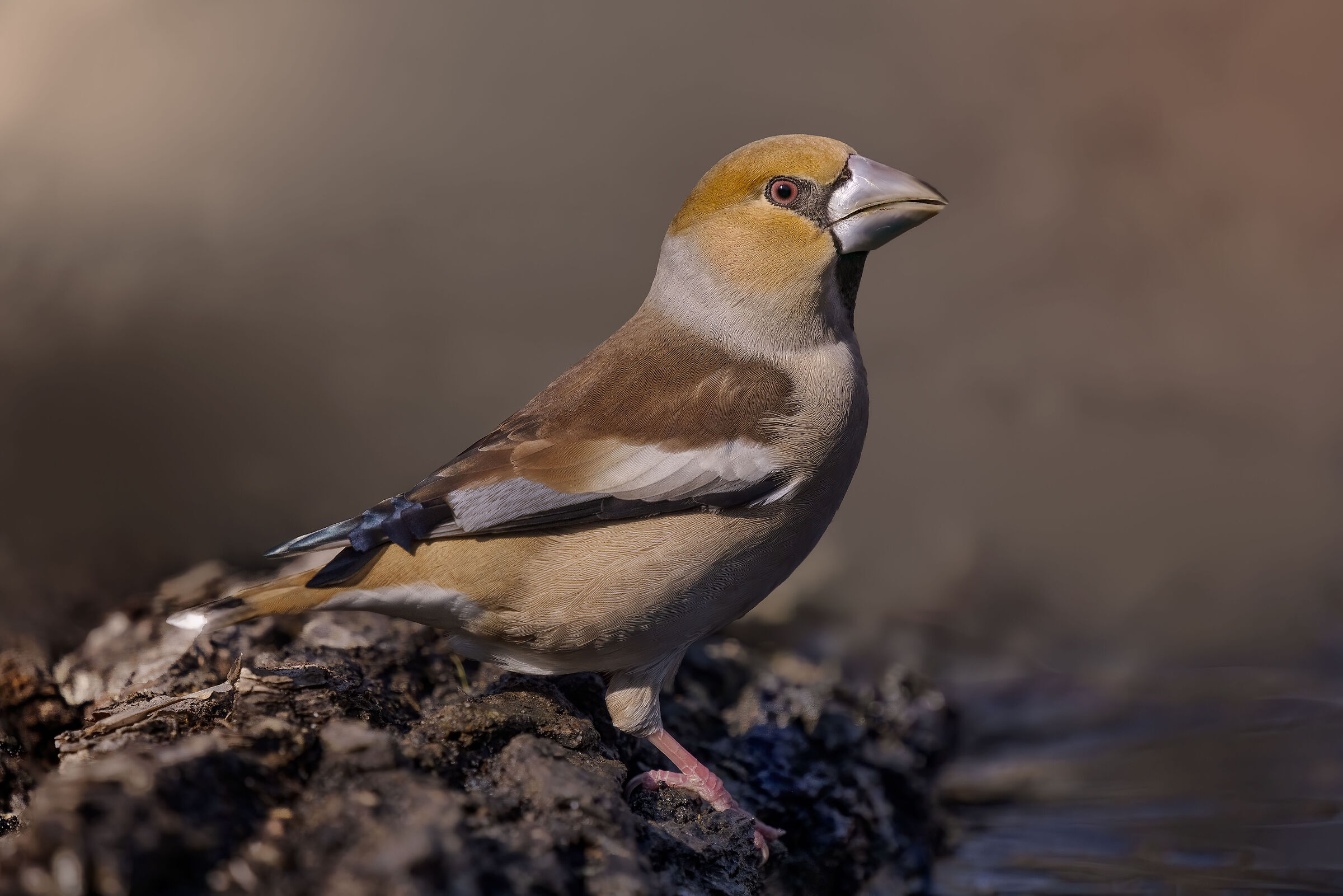 Frosone comune (Coccothraustes coccothraustes)