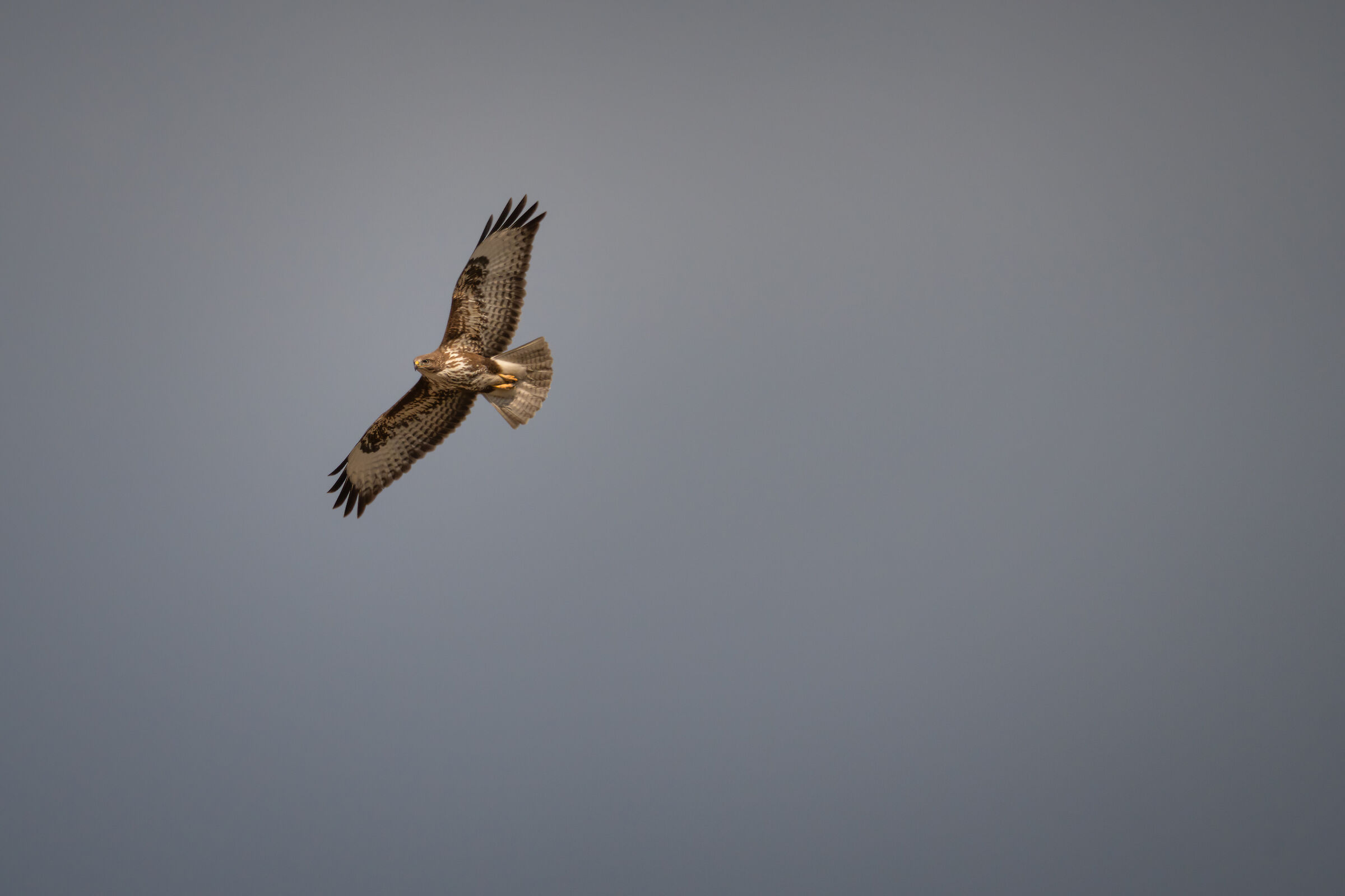 Her Majesty the Buzzard