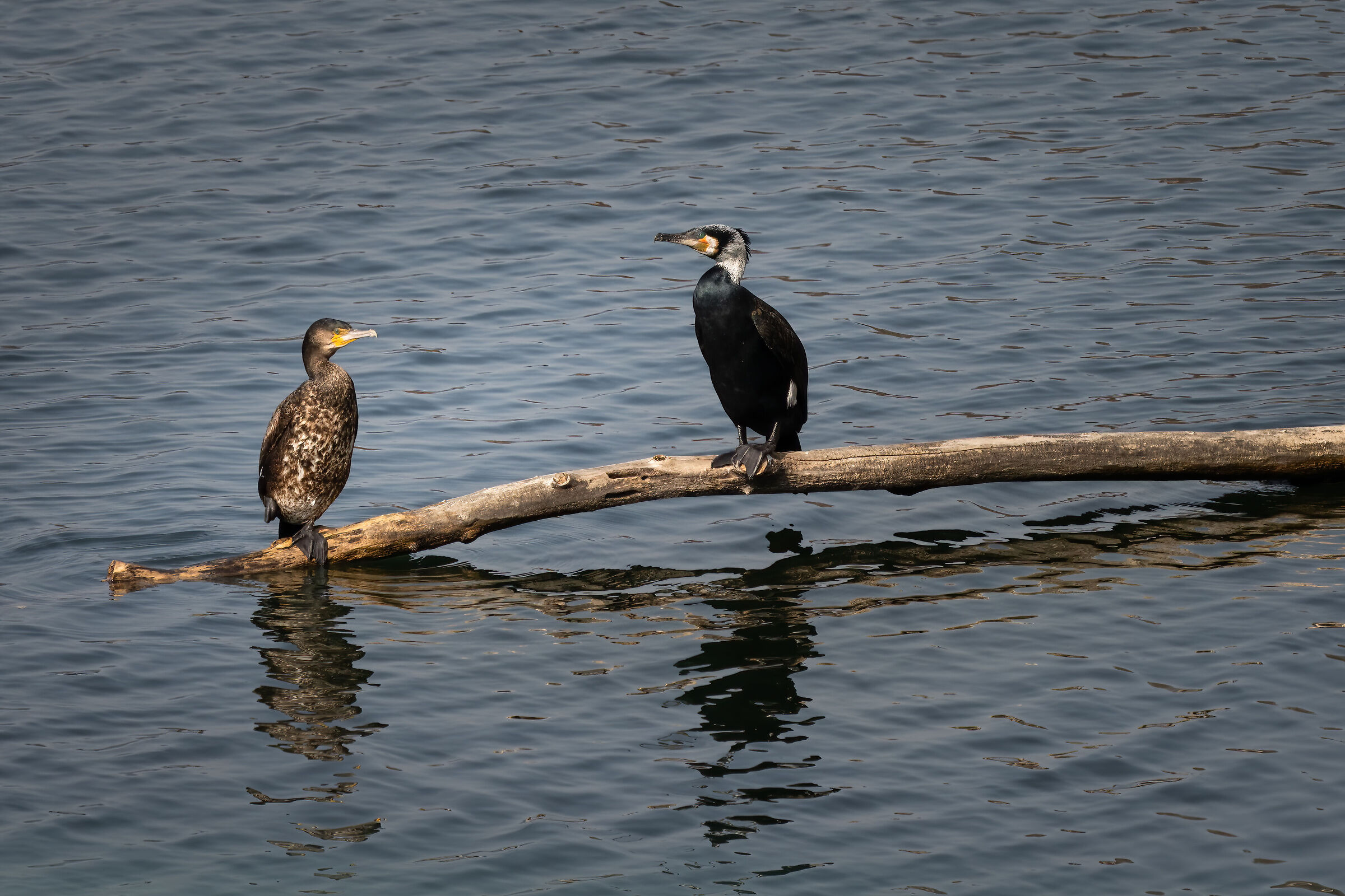 Companions of snacks (Cormorants)