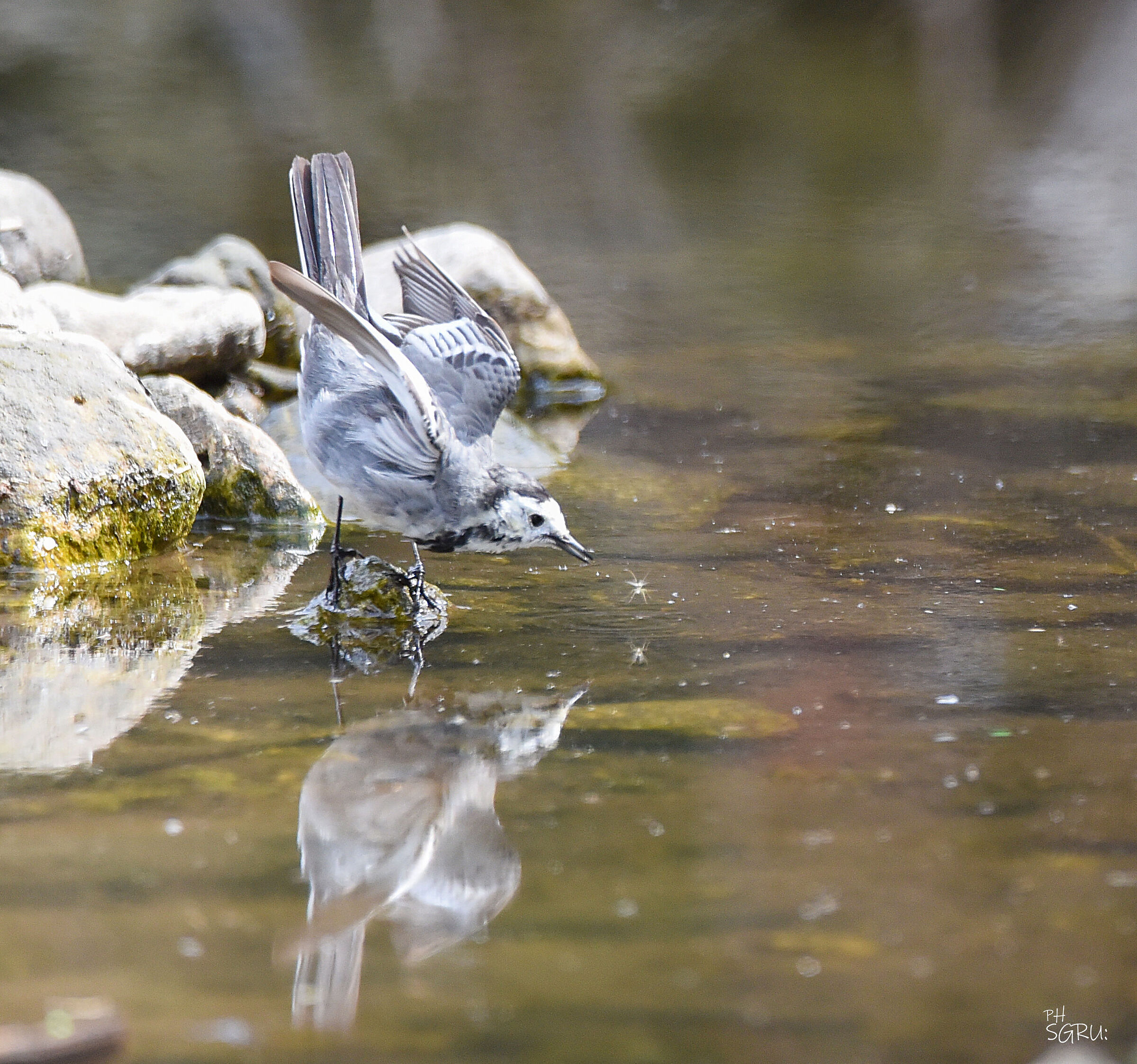 ballerina bianca a caccia di insetti