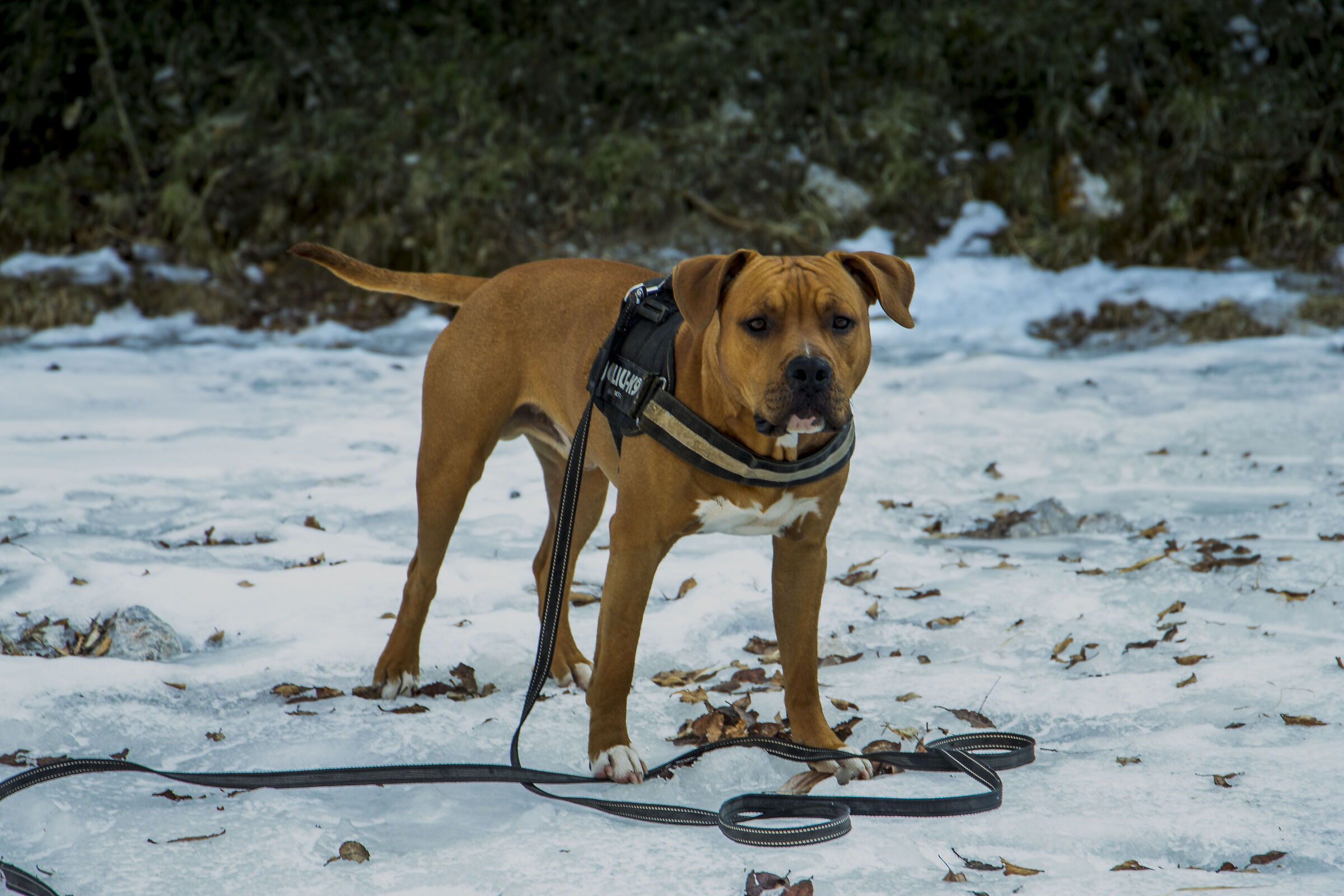 Sulla neve
