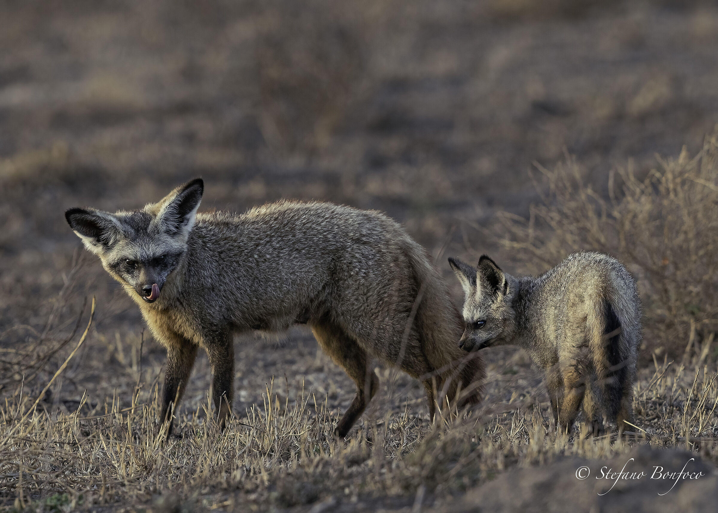 Volpe dalle orecchie di pipistrello (Otocyon megalotis)