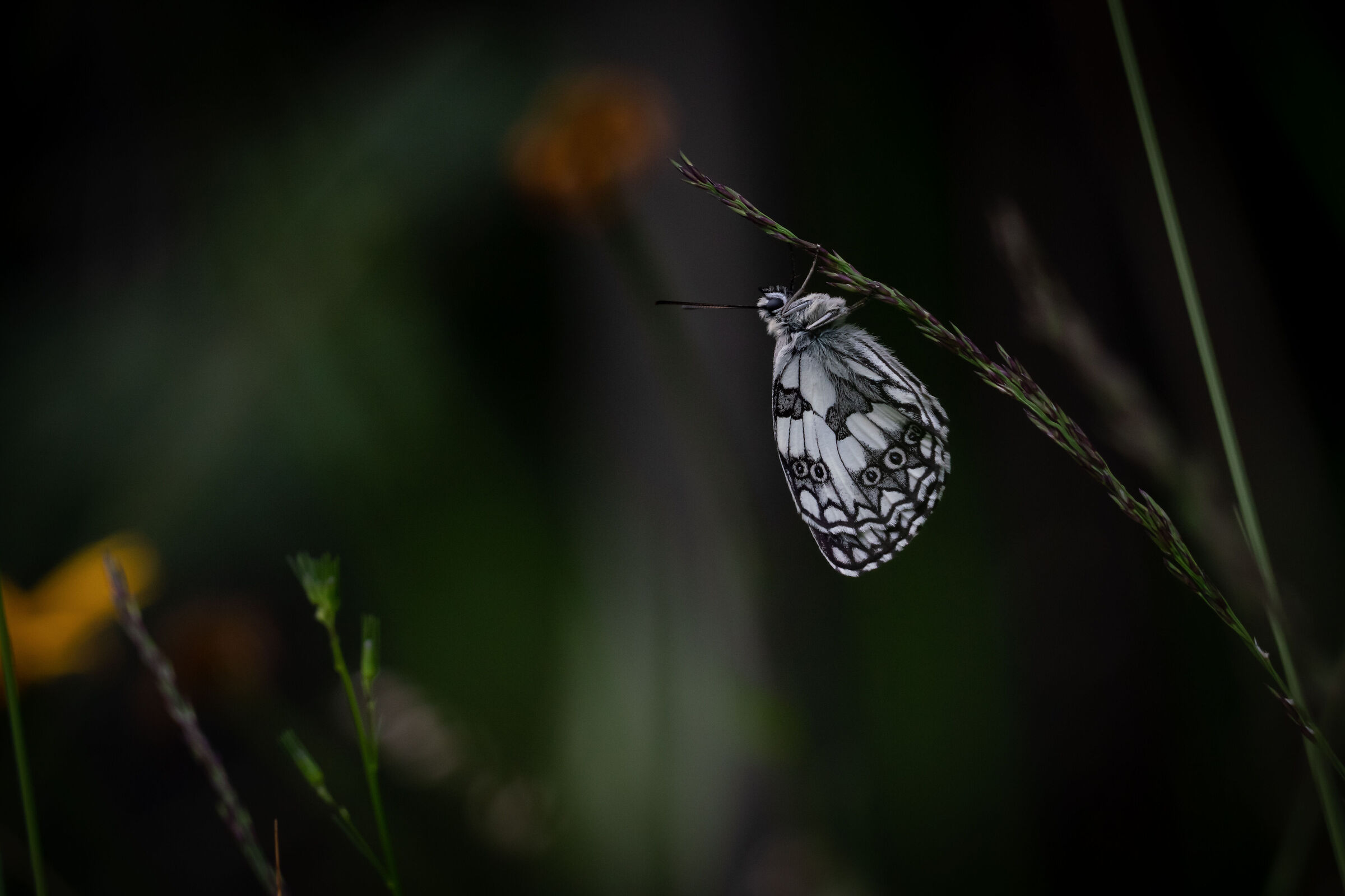 Melanargia Galathea