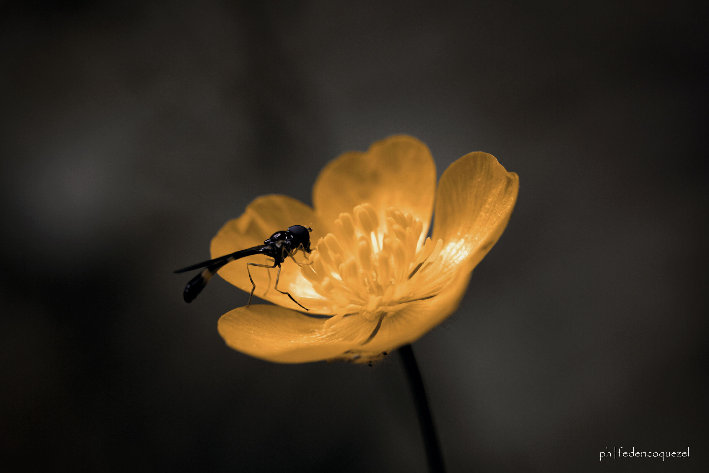 Baccha elongata / Ranunculus